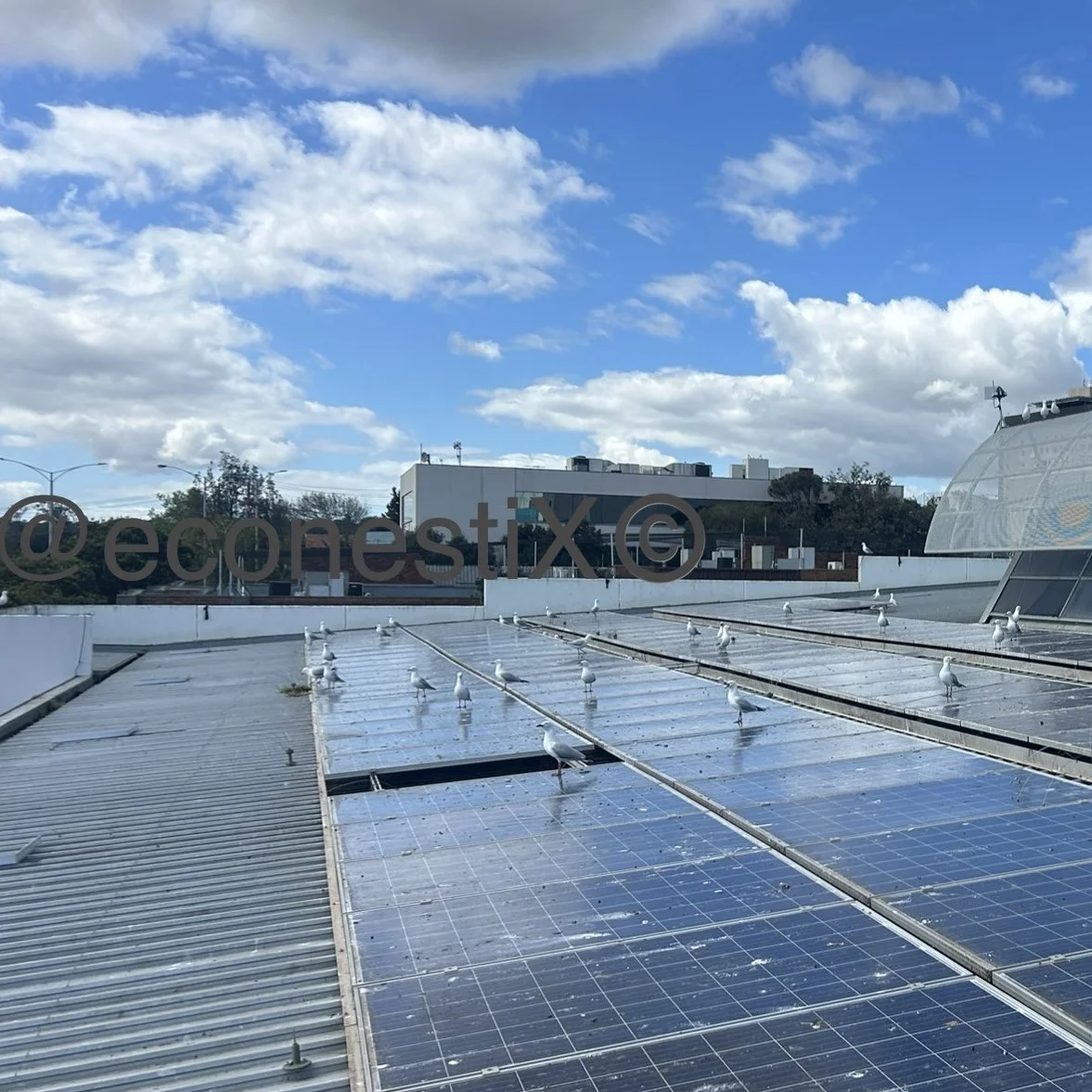 Bayside suburbs are have a natural population of bird wildlife that seek out the safety afforded by human-made structures for nesting and breeding sites, here we have rooftop solar which rapidly becomes a colony