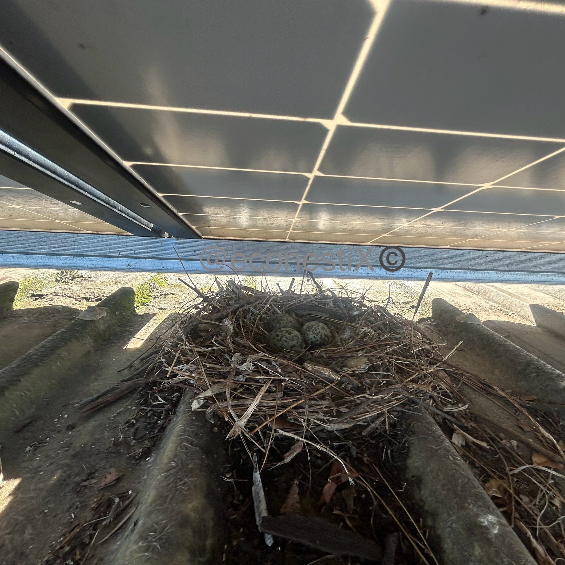 Birds love to nest under rooftop solar, they bring with them nesting materials, food waste, noise and droppings.
