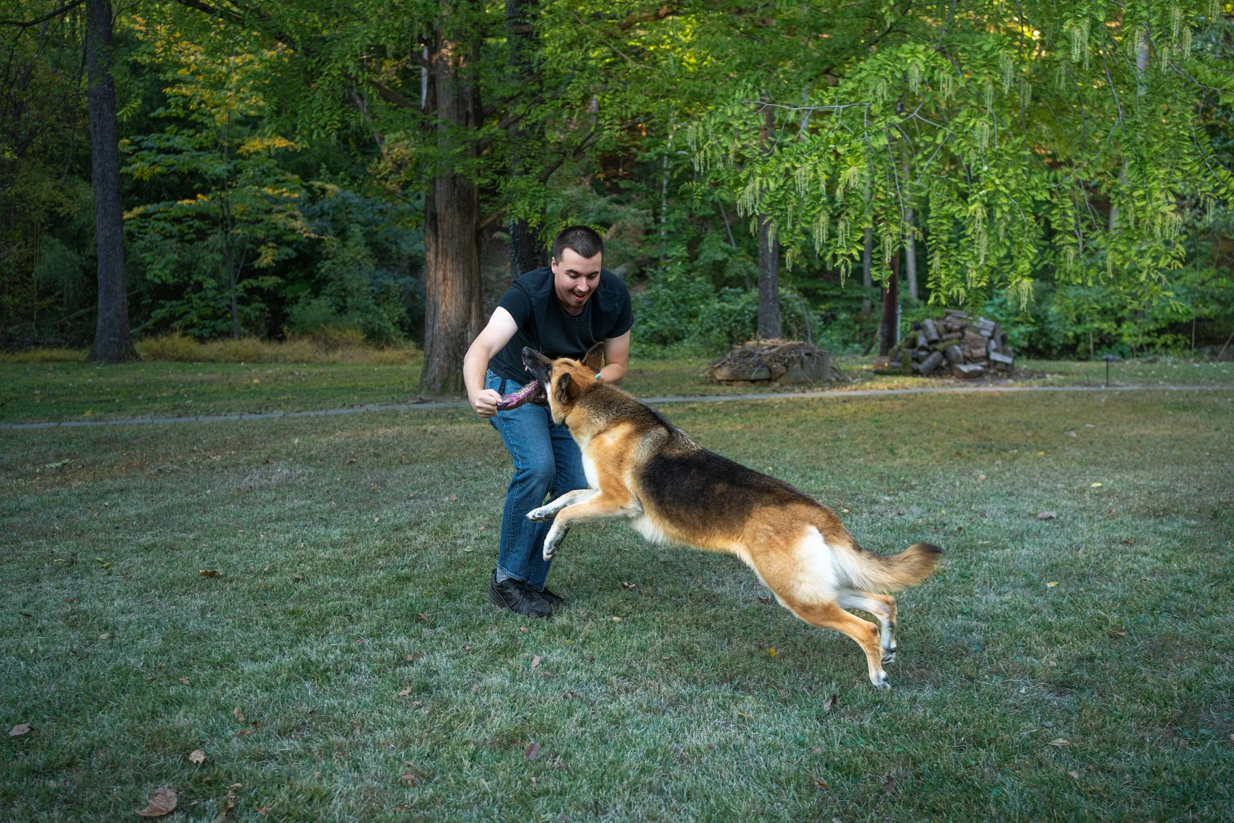 A man is playing fetch with a German Shepherd dog in a grassy park surrounded by trees.