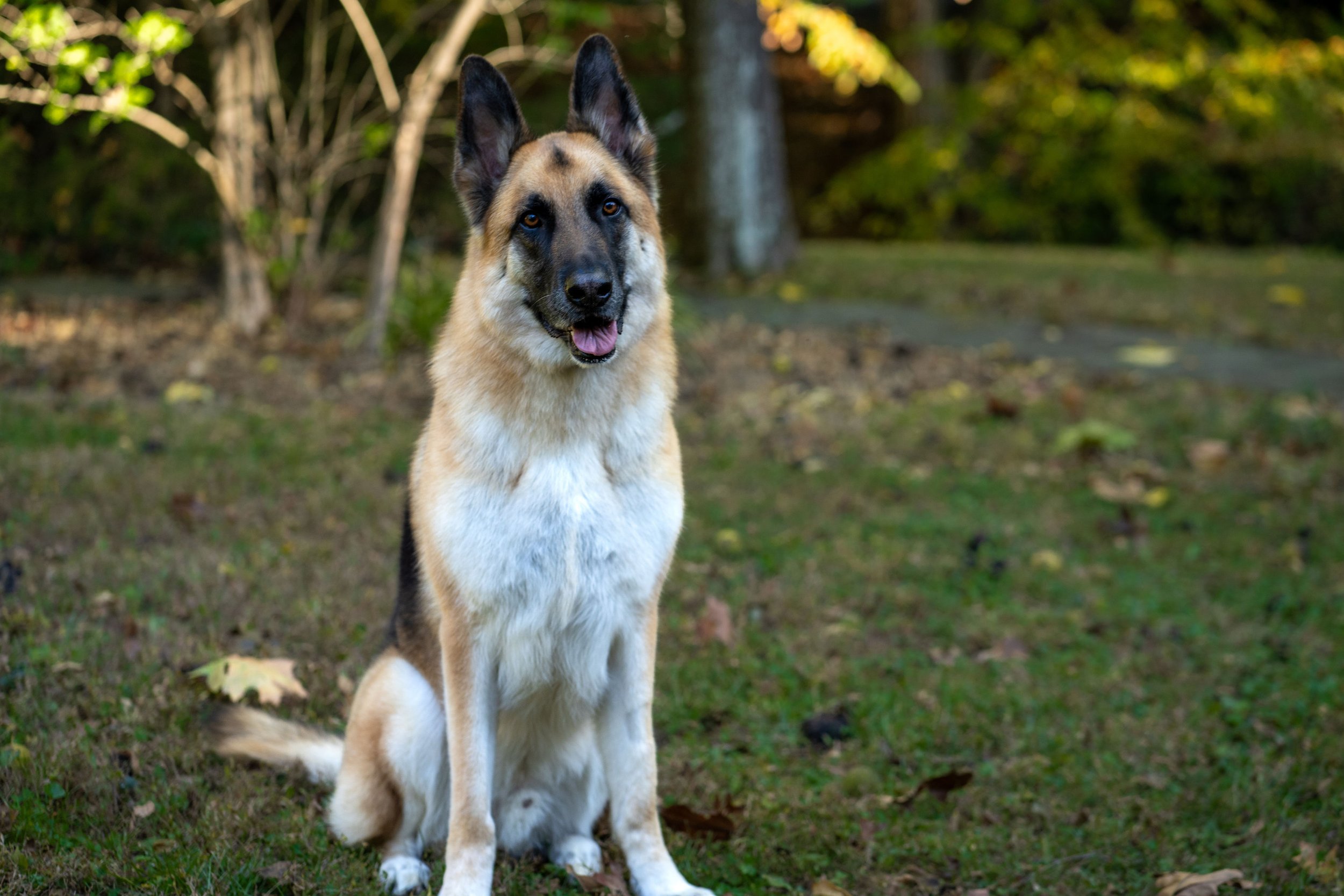 A mixed-breed dog with a Tan coat and black face marking sits on grass in a park with trees and fallen leaves in the background.