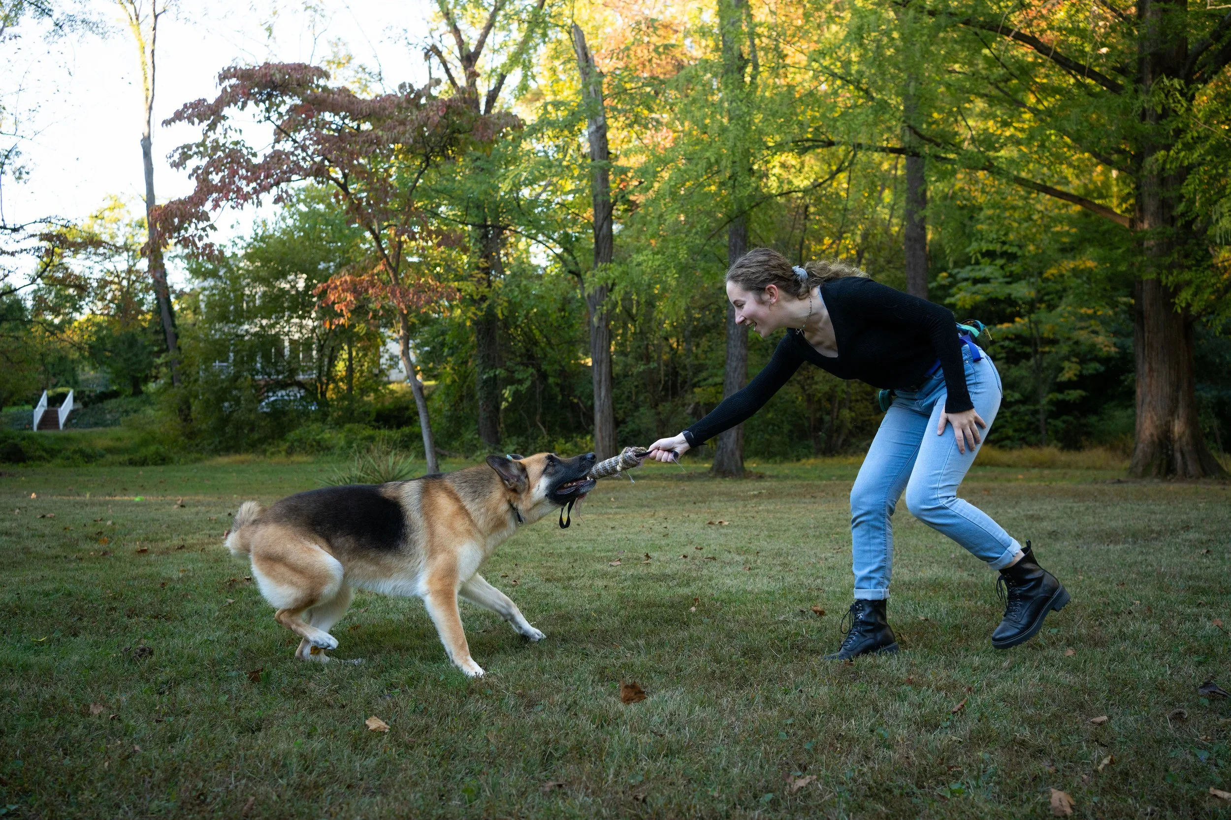A woman with a black sweater and jeans playing tug of war with a German Shepherd dog in a park with trees and fall foliage in the background.