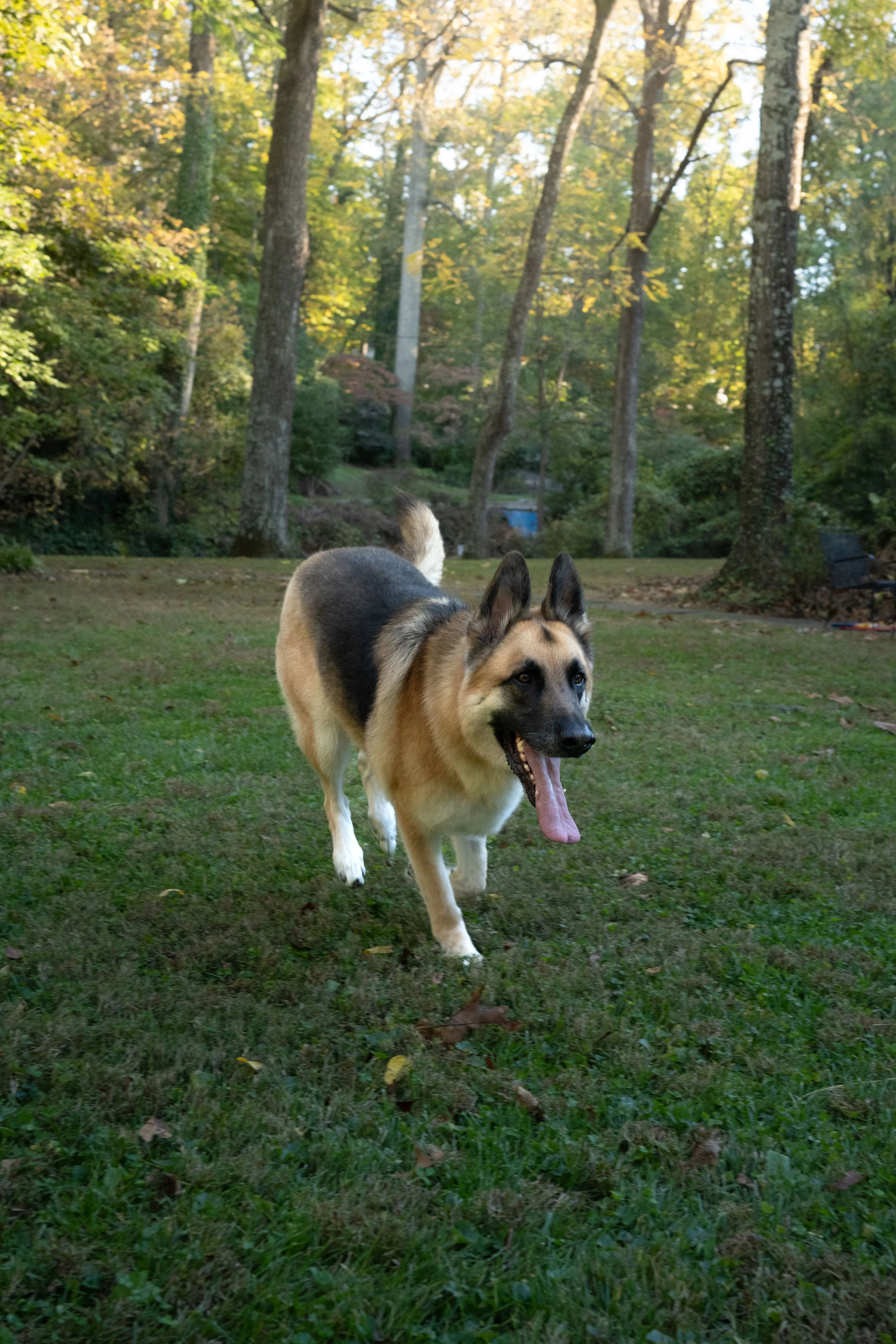 A happy German Shepherd running on a grassy lawn with trees and a wooded area in the background.