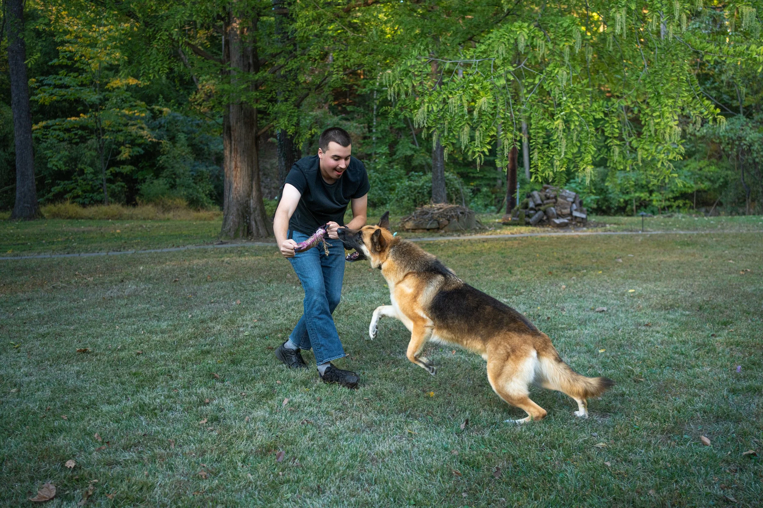 A young man playing with a German Shepherd dog in a grassy park with trees in the background. The dog is jumping excitedly towards the man, who is holding a tug toy.