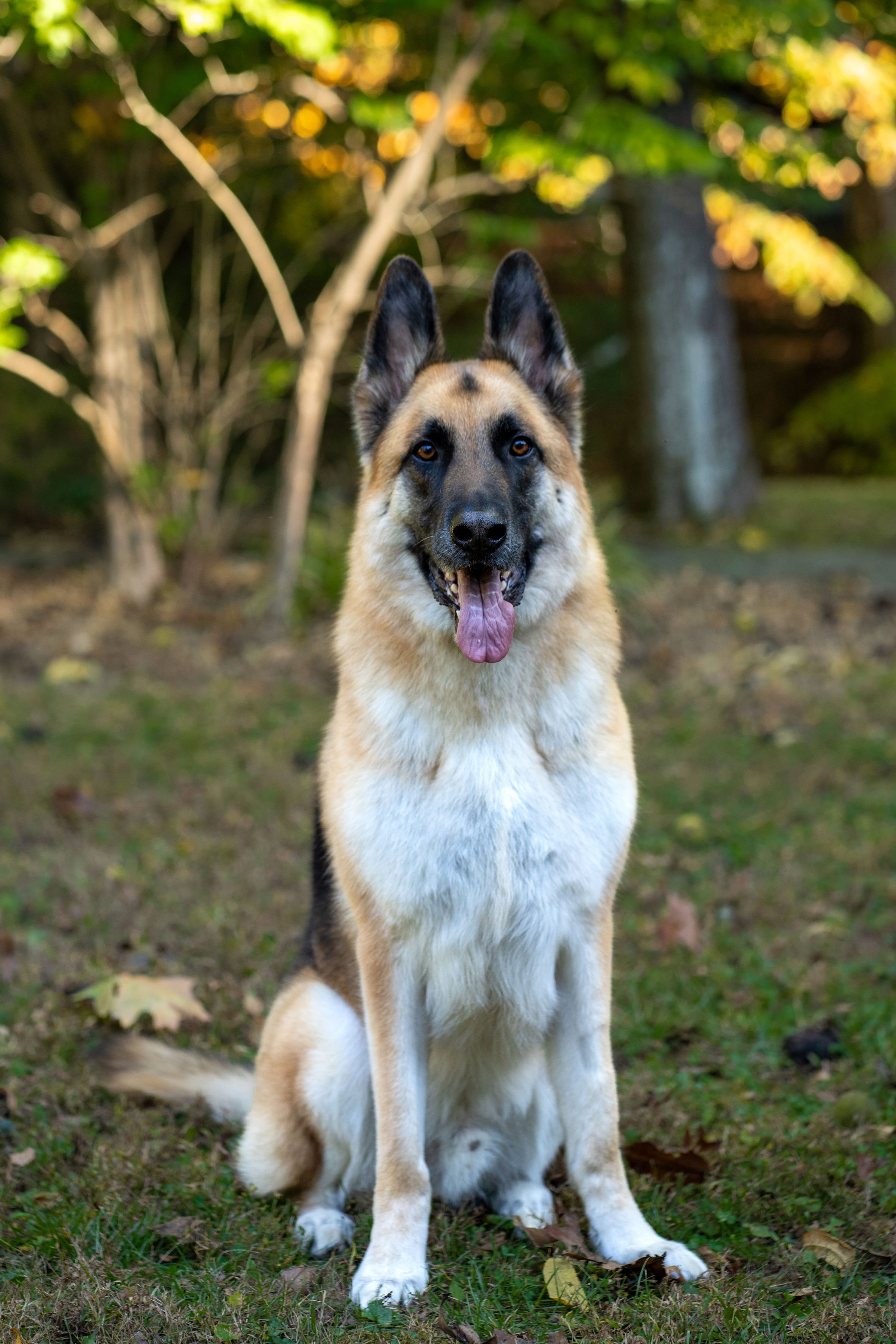 A German Shepherd dog sitting on grass in a wooded area with trees and sunlight in the background.