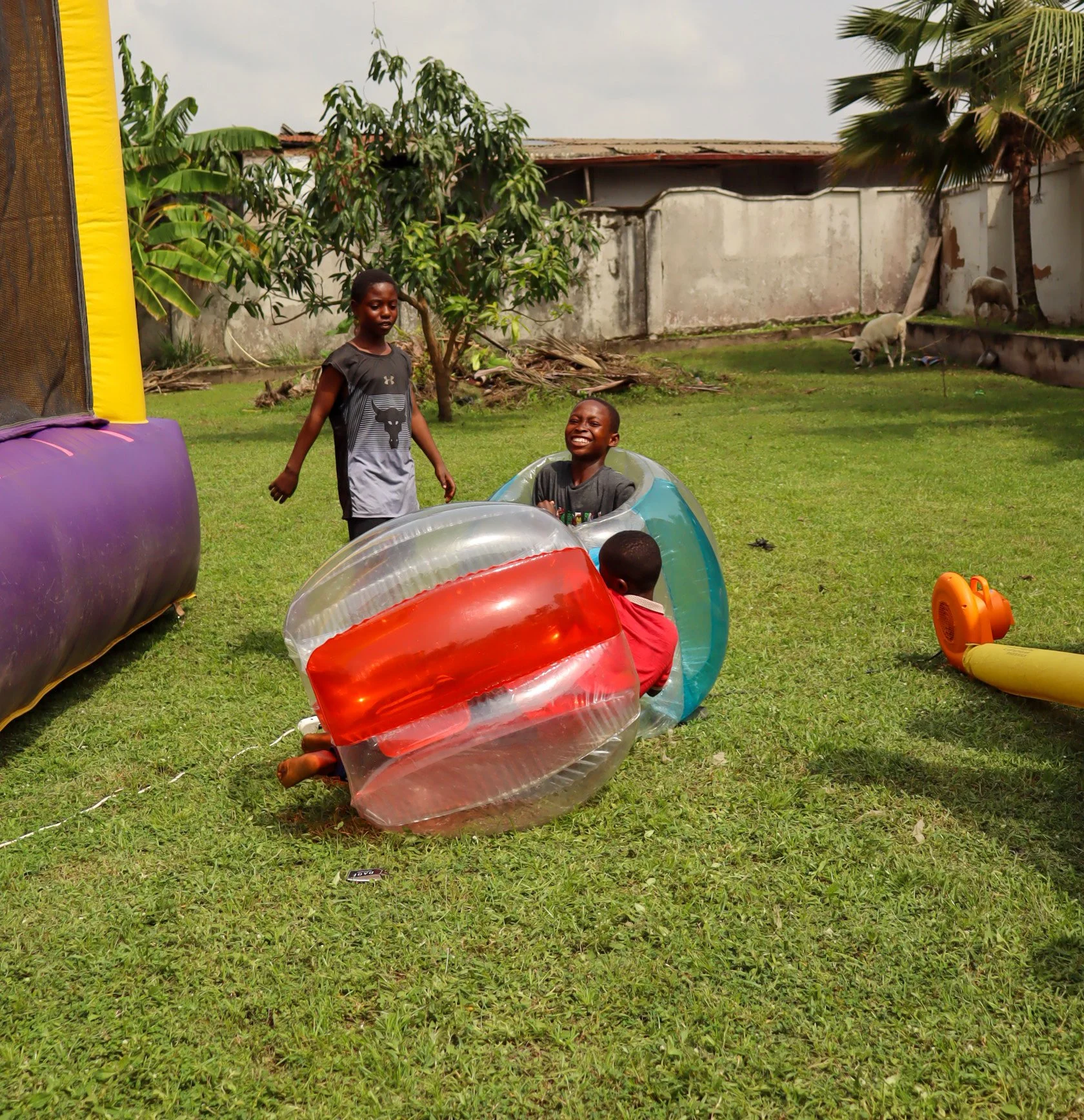 Three children playing on the grass, with two sitting inside inflatable bumper balls and one standing nearby, in a backyard setting with trees, a wall, and goats in the background.