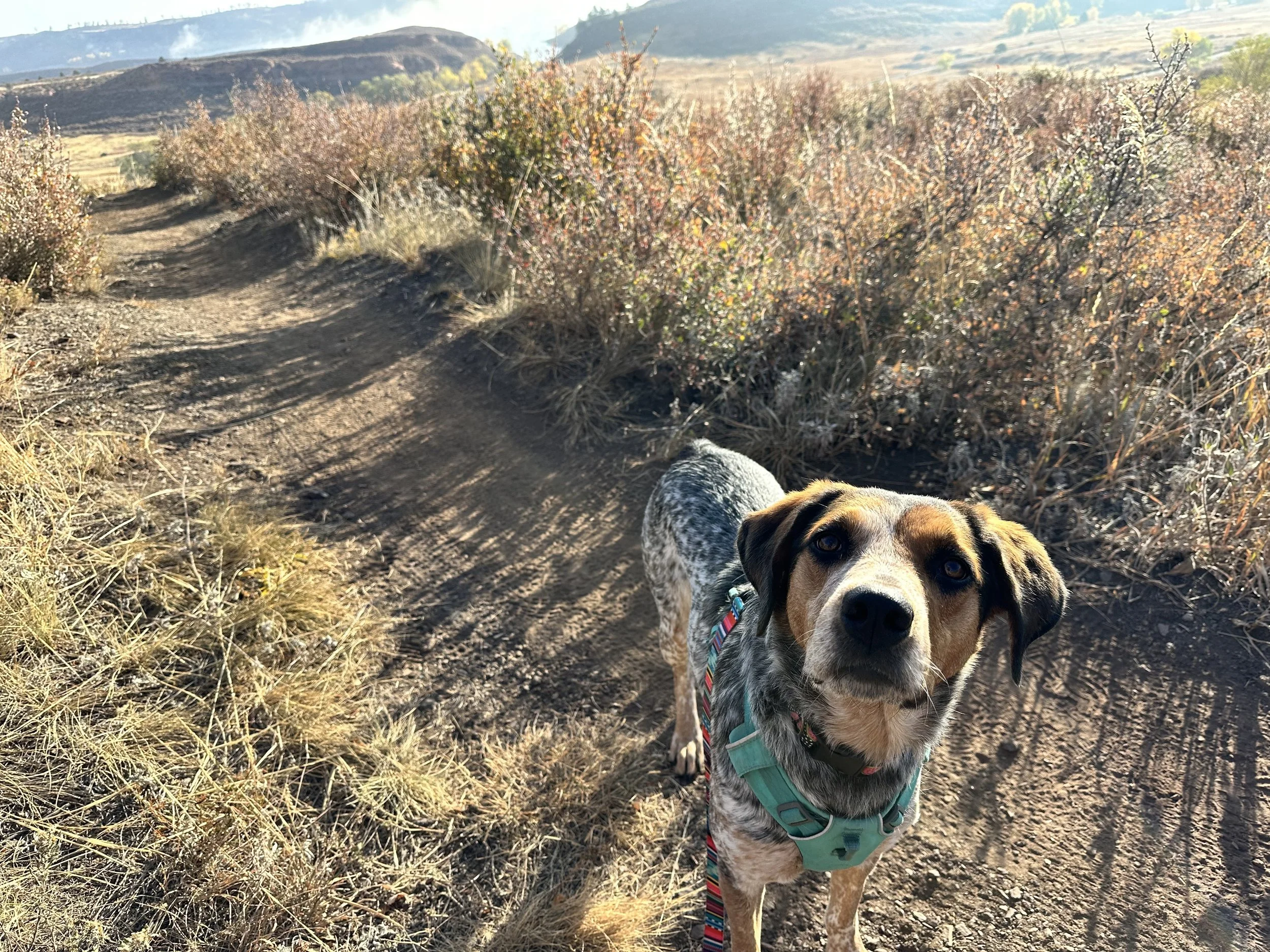 Dog standing on a dirt trail in a dry, shrub-filled landscape with mountains in the background.