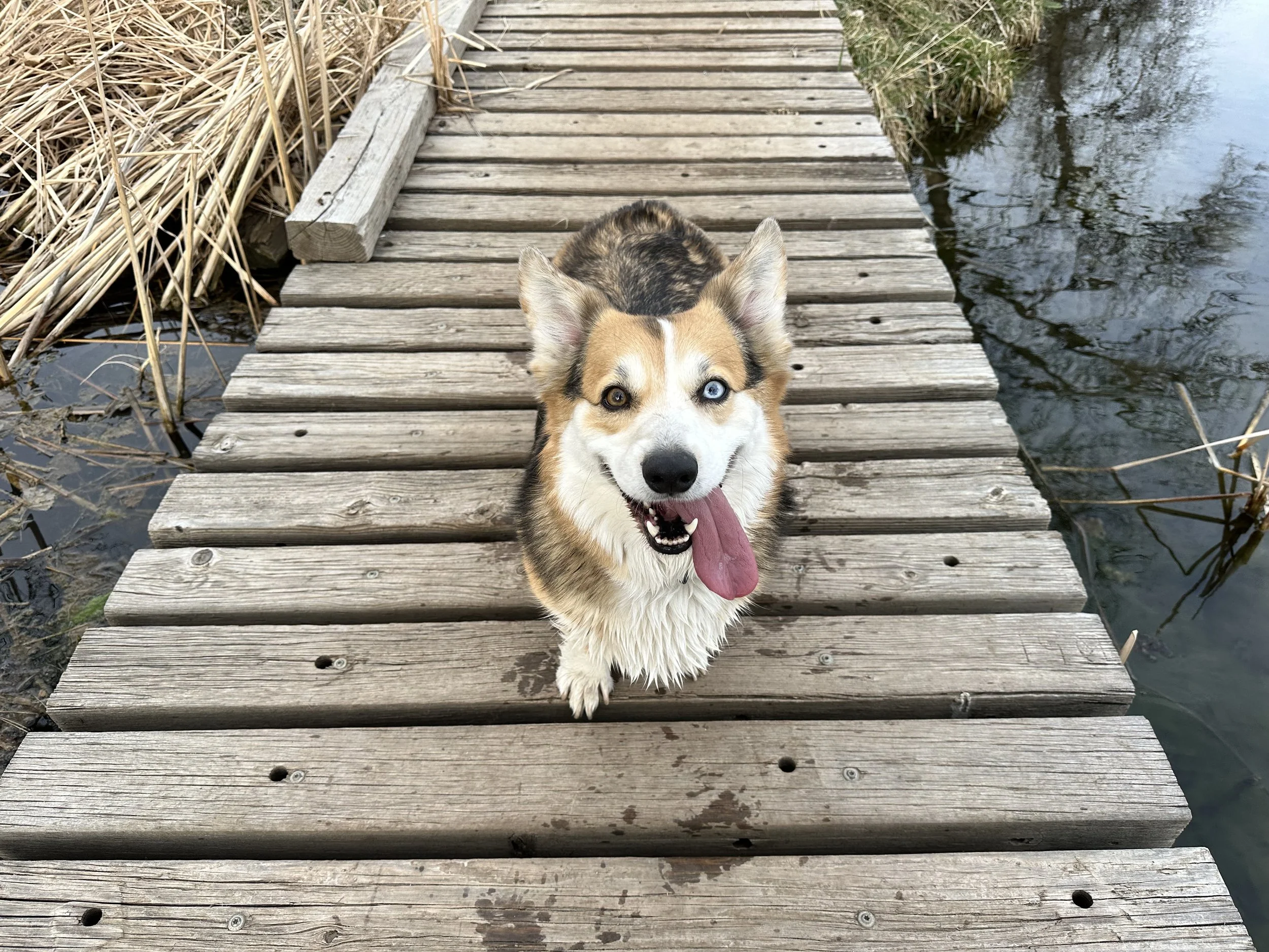 Caring for the Whole Pet: What Patient-Centered Rehabilitation Really Means