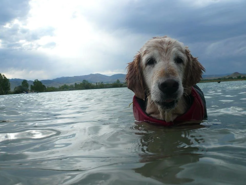 Healthy Aging in Dogs &amp; Cats: Why Growing Older Doesn’t Have to Mean Growing Sicker
