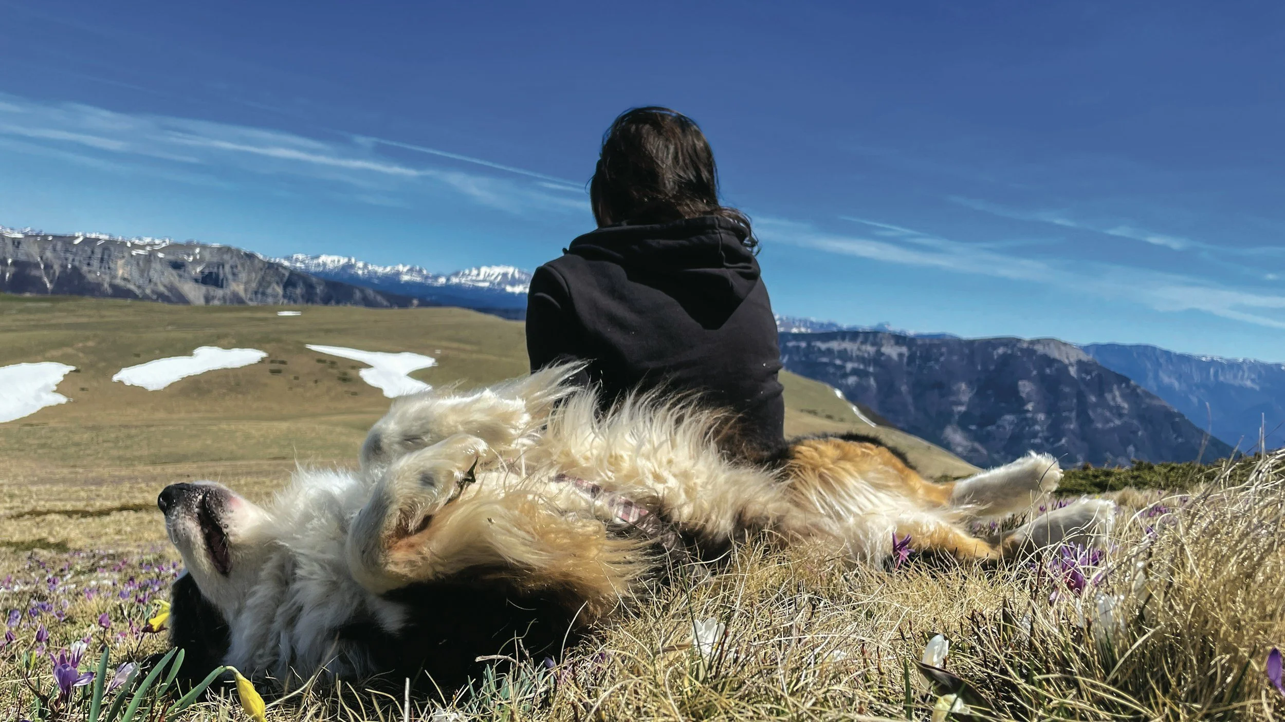 Person sitting on a grassy hillside with a golden retriever lying on its back in front of them, overlooking snow-capped mountains under a clear blue sky.