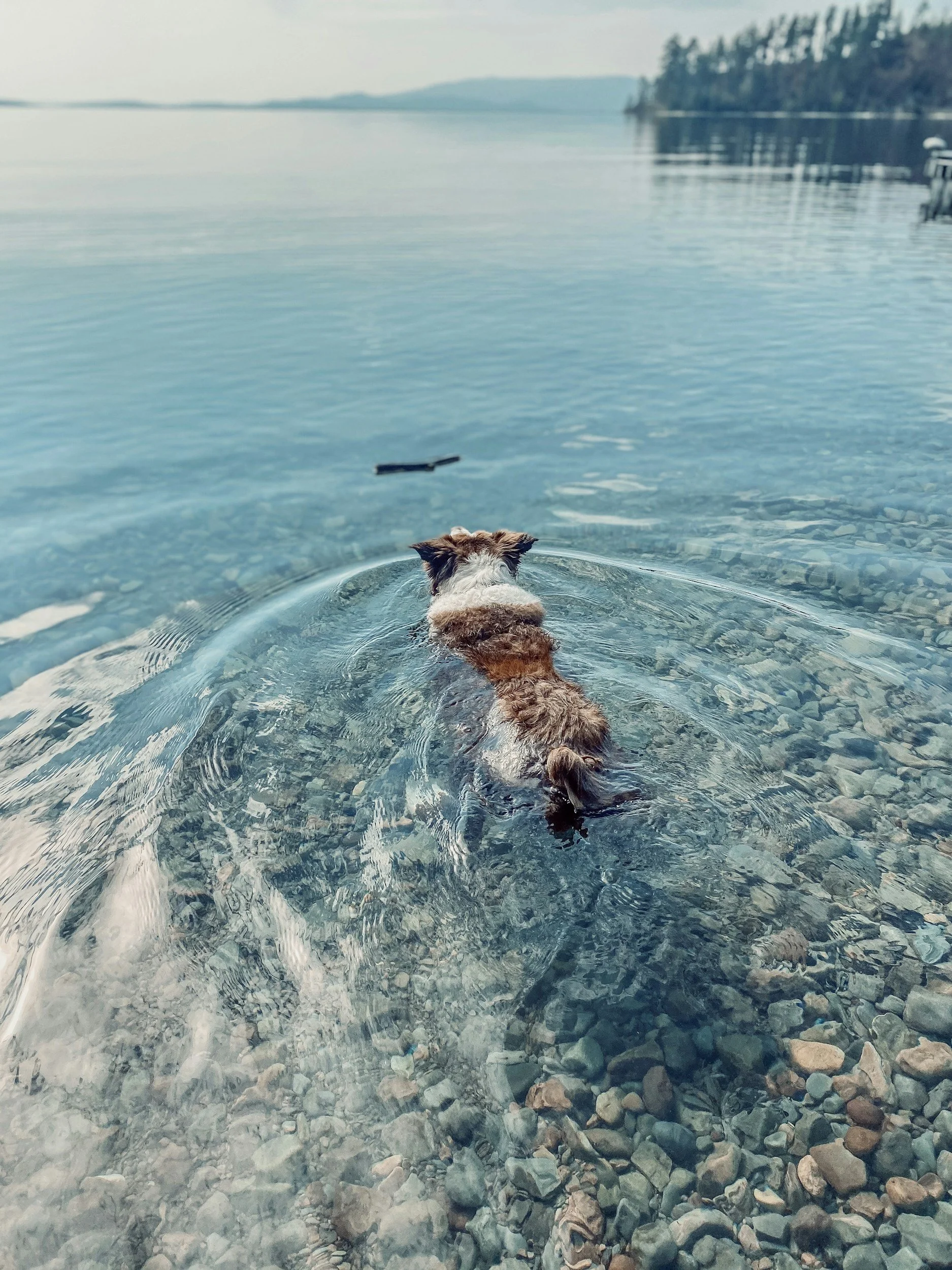 Dog swimming in clear lake with a rocky shoreline, trees in the distance, and a cloudy sky.