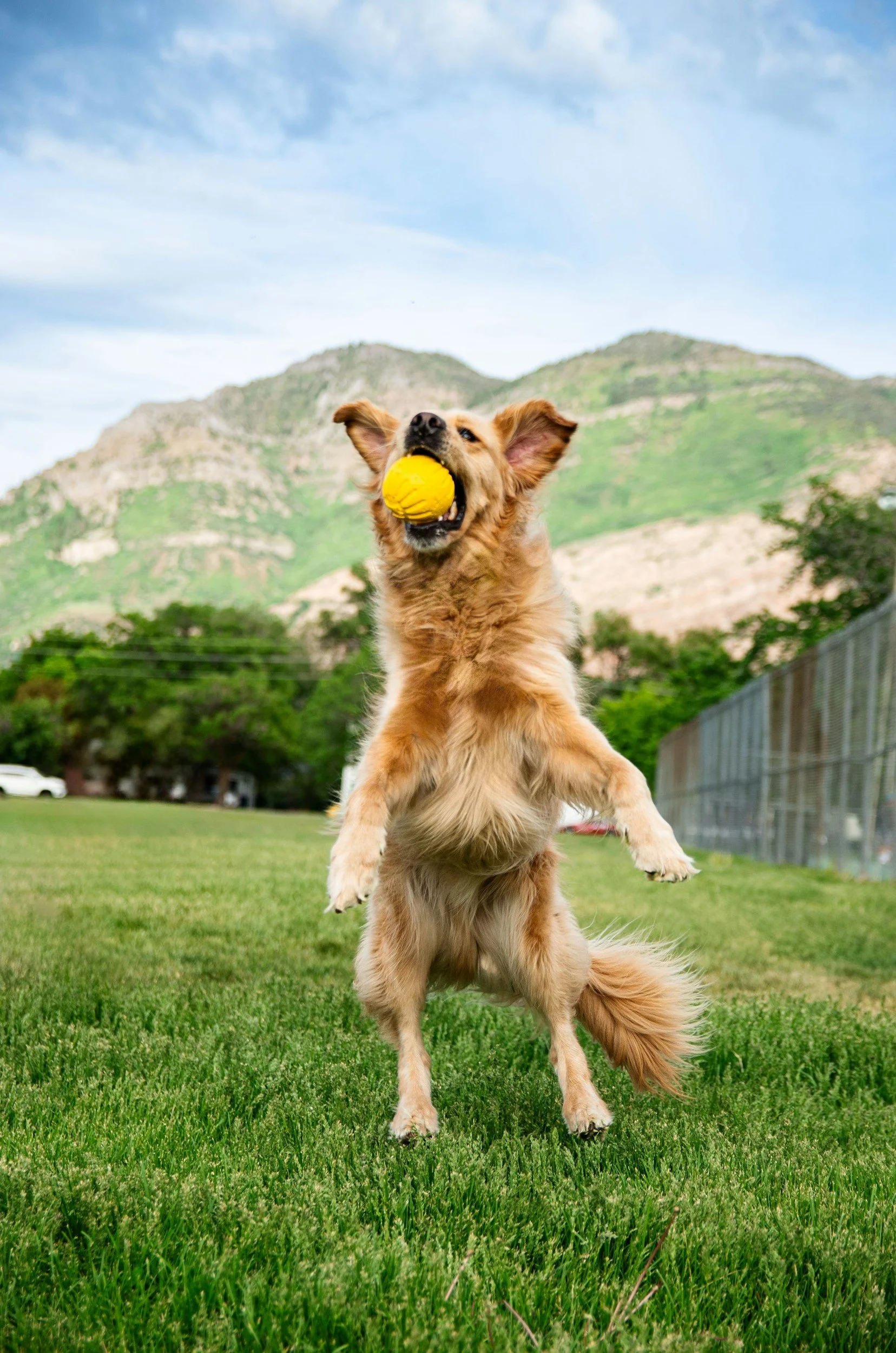 A golden retriever dog jumping in the air catching a yellow ball in its mouth on a grassy field with mountains and blue sky in the background.
