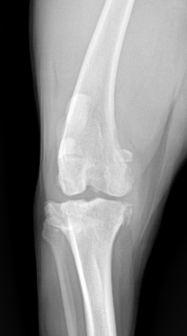 So your Dog Has Arthritis- what does that mean?