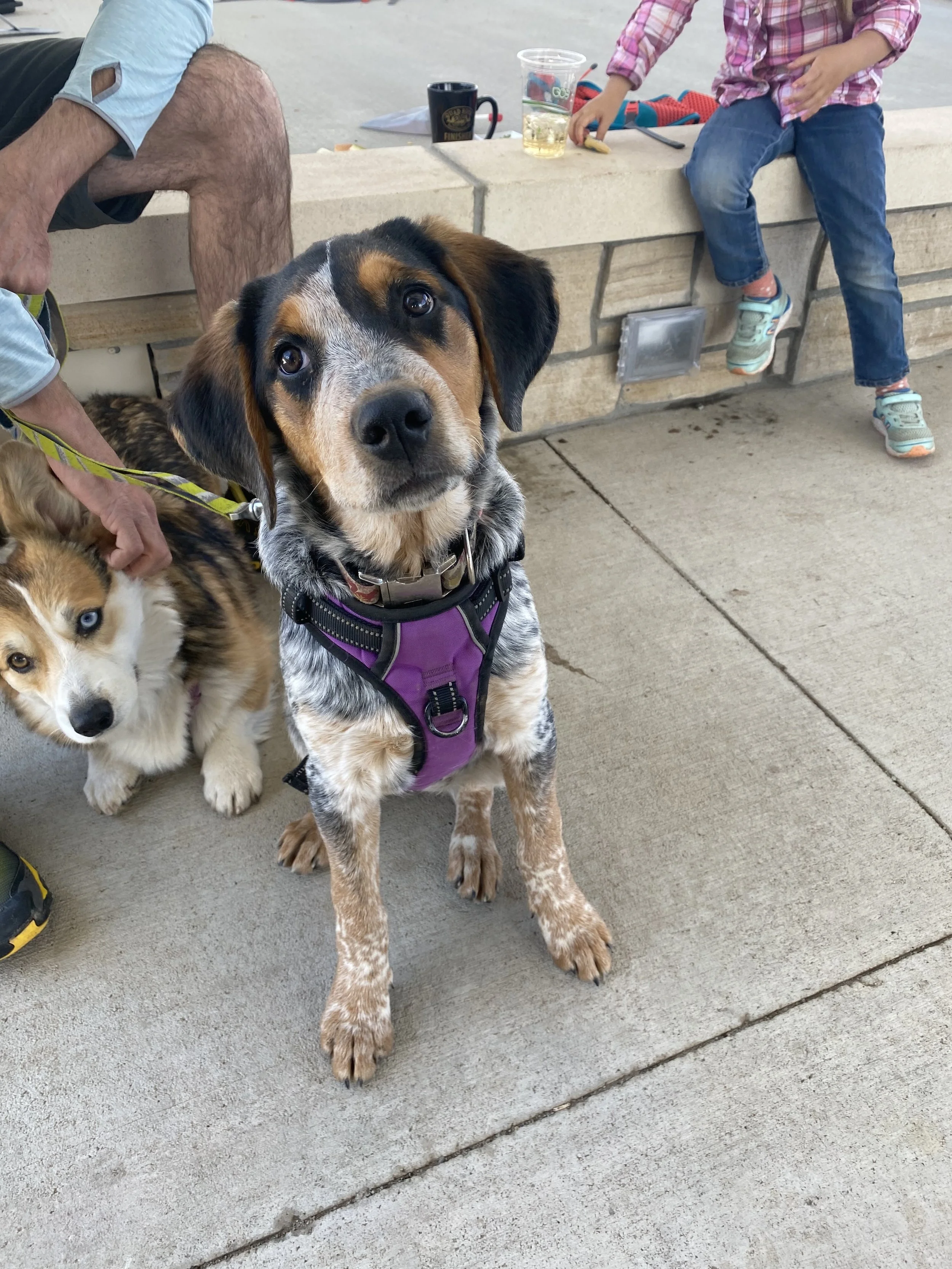 Is Osteoarthritis a young dog disease?  Turns out the answer is yes! 