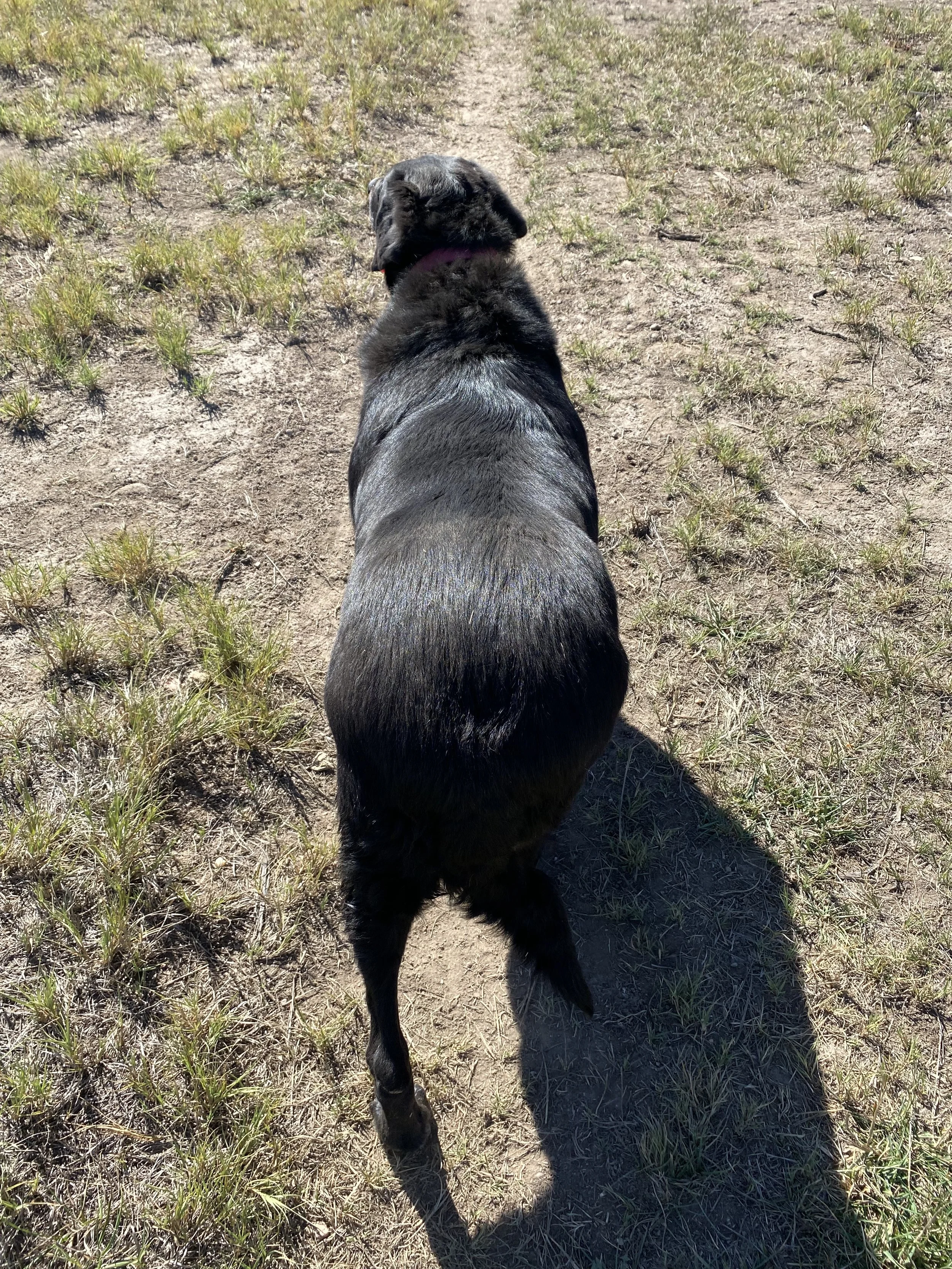 Osteoarthritis, Obesity and pain- a viscious cycle! 