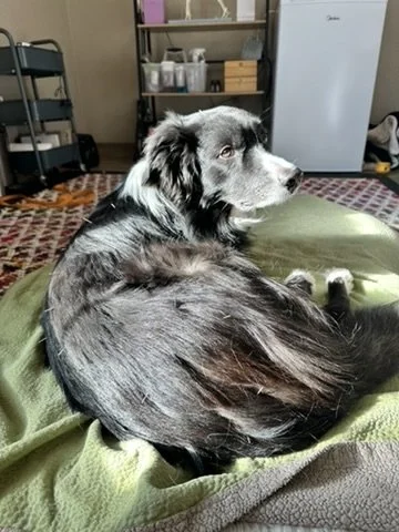 Ketamine for Pain Management in Dogs: A New Option for Comfort and Mobility