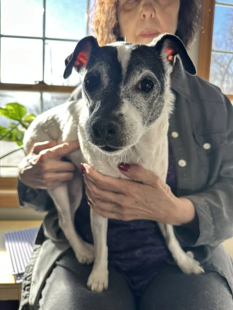 Why Vitamin D Matters for Pain, Inflammation, and Whole-Body Health in Dogs