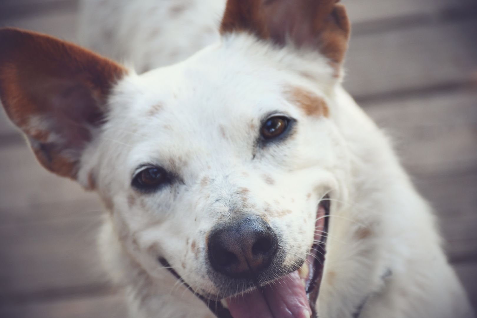Close-up of a white dog with brown markings, smiling with its tongue out, on a wooden deck background.