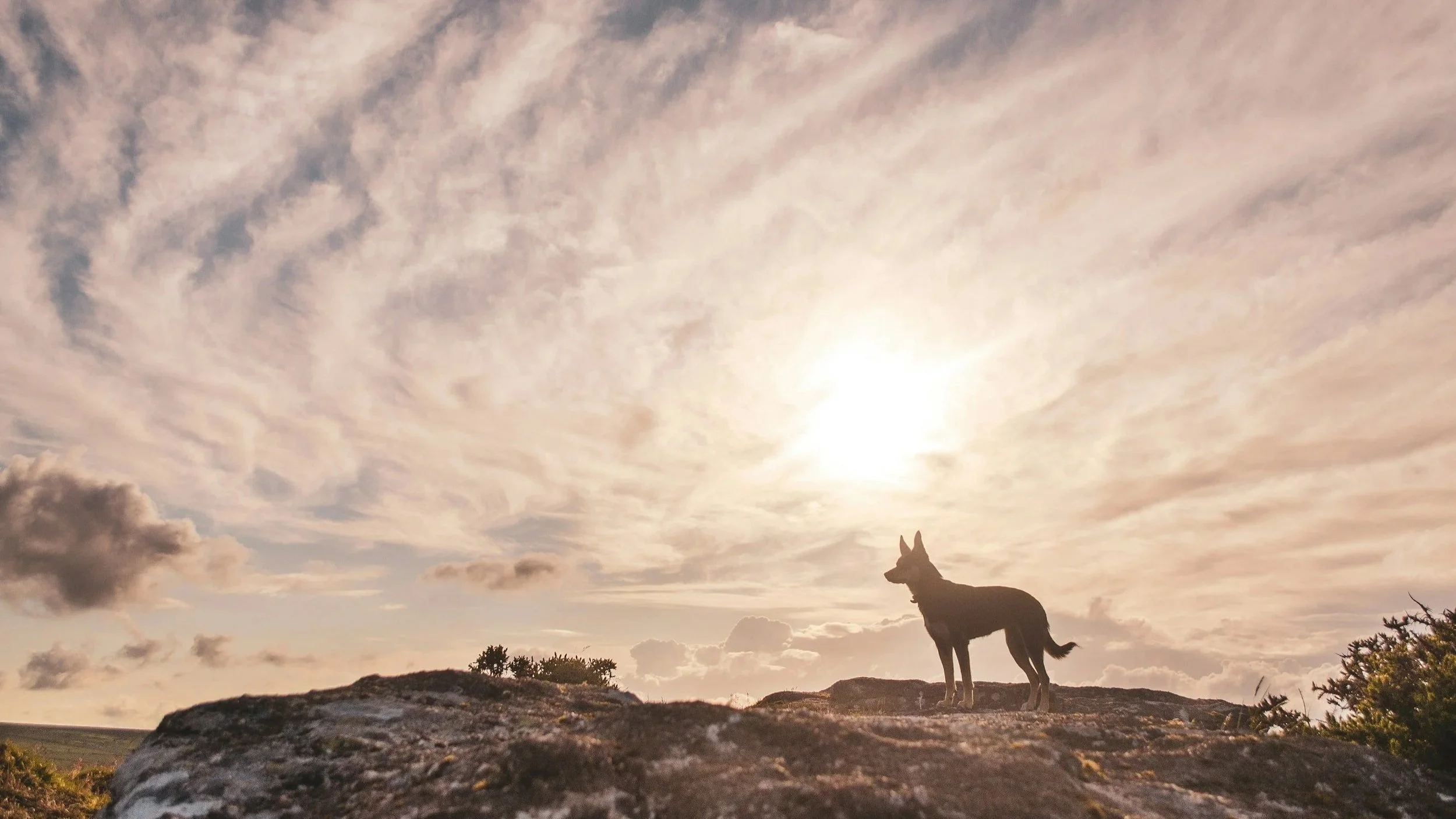 A dog, possibly a German Shepherd, standing on a rock formation outdoors at sunset or sunrise with a cloudy sky and the sun shining in the background.