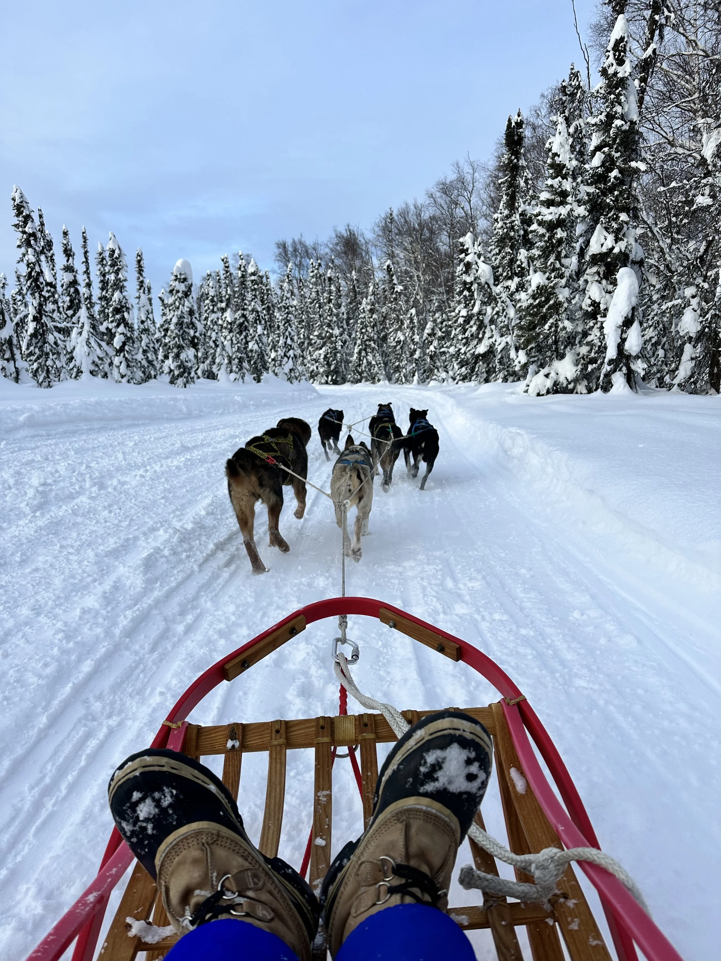Person riding a sled through a snowy forest with six dogs pulling it.