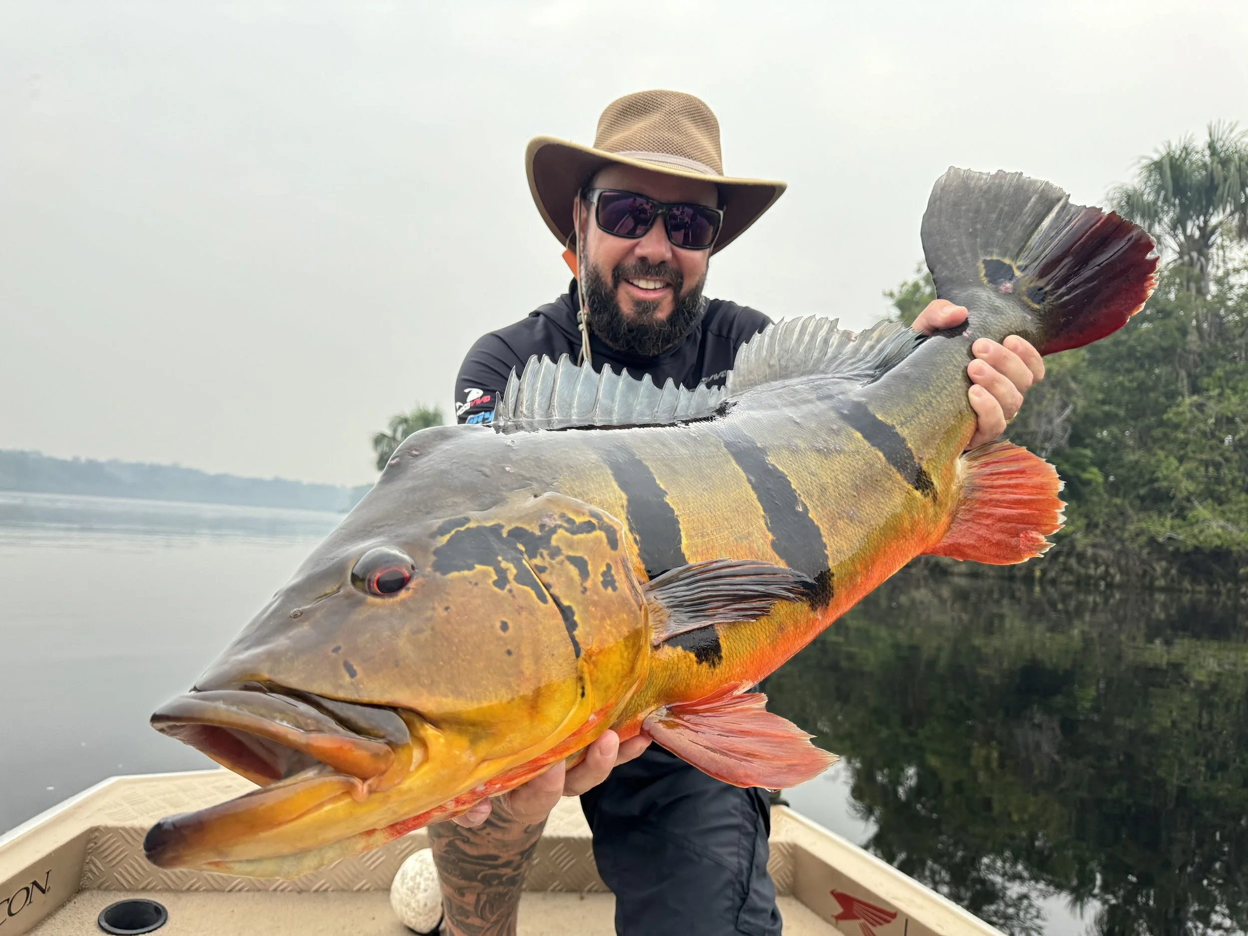 Peacock bass Bass - Negro River