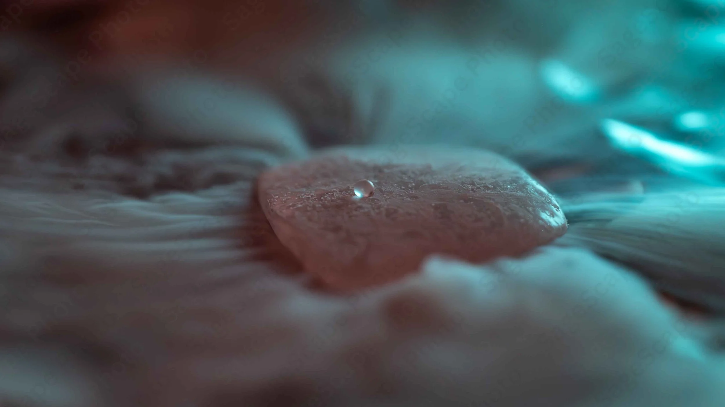 Frozen in Motion
