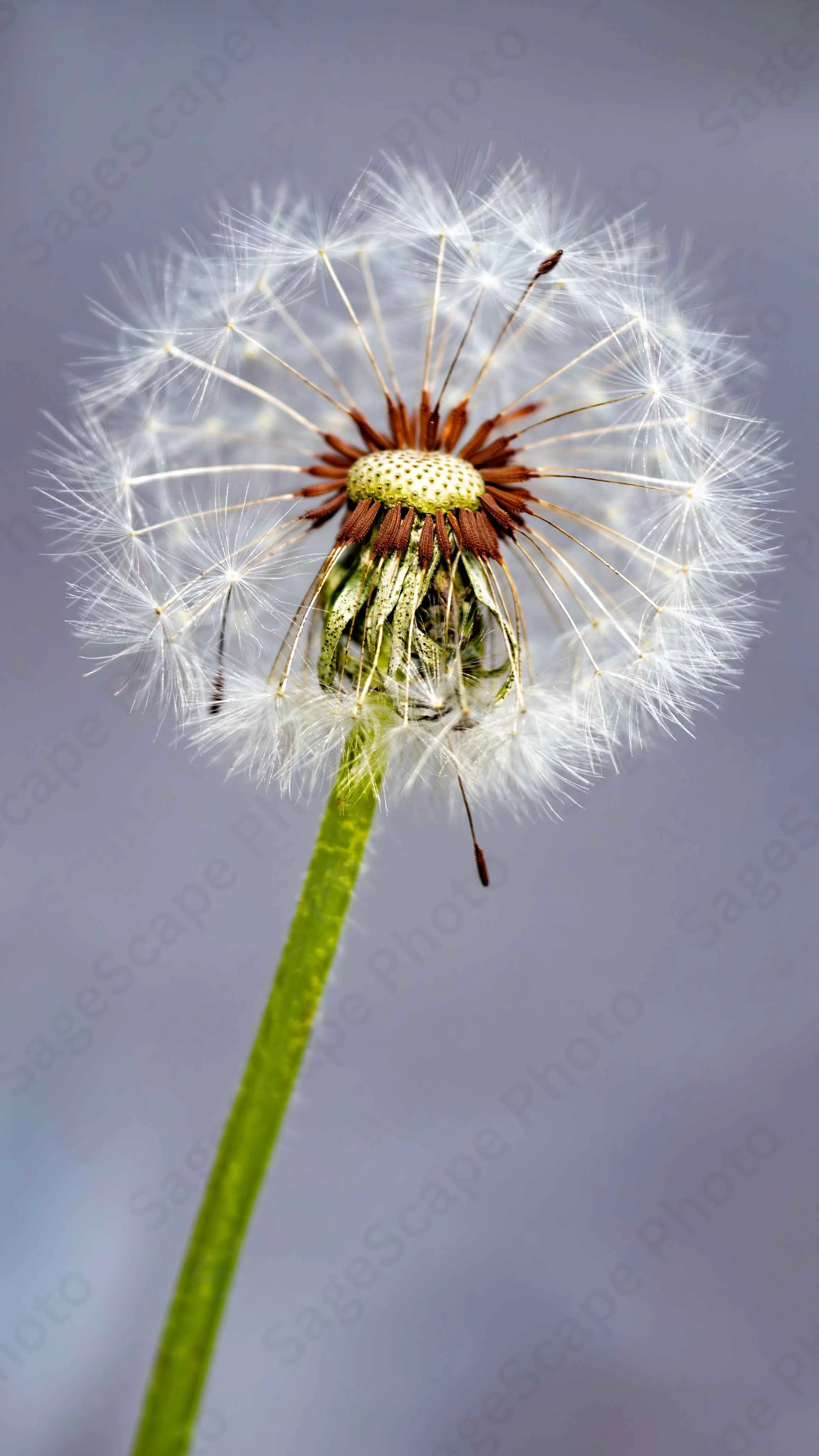 Seeds of Dreams