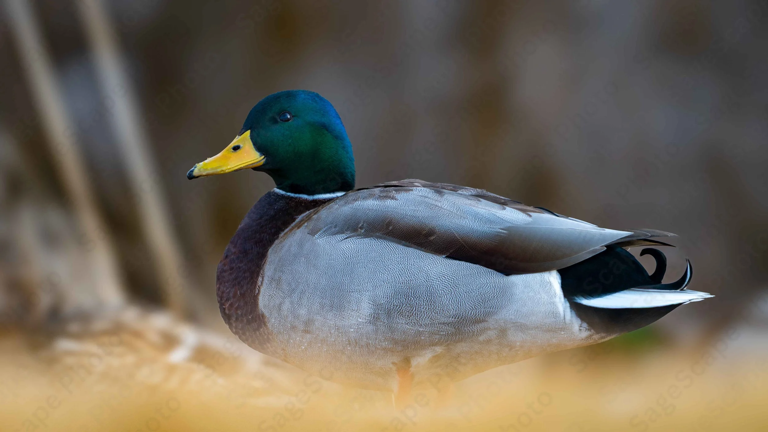 Peaceful Fowl