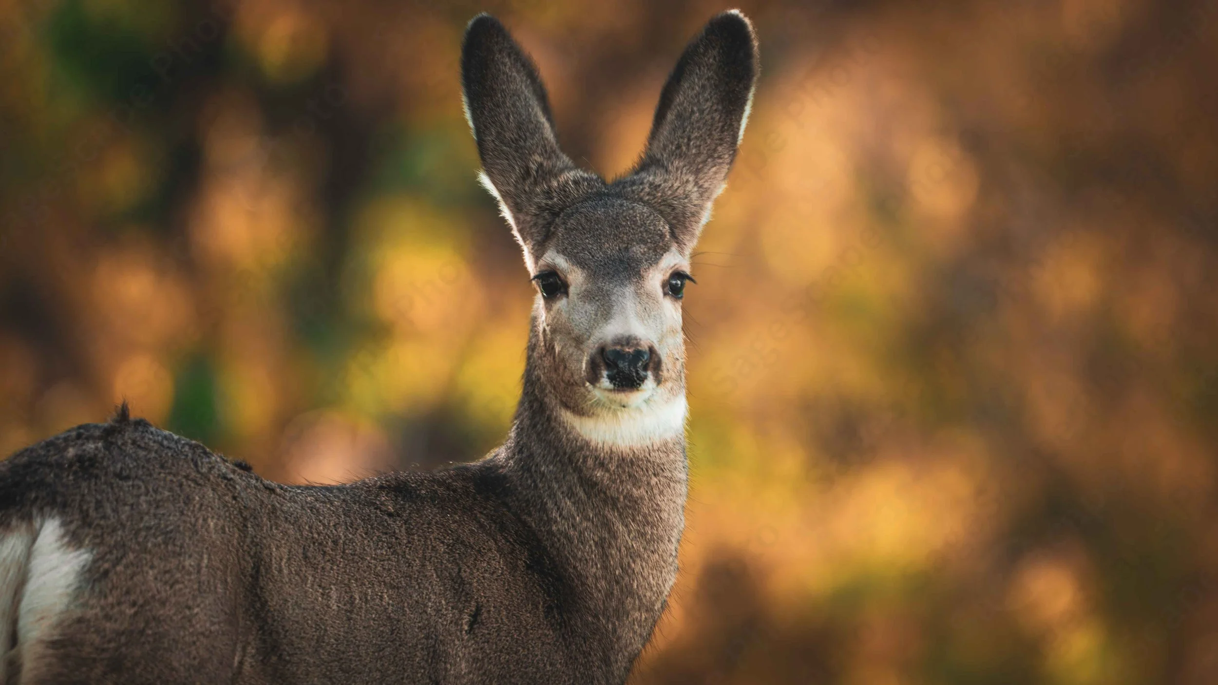 Mule Deer 1