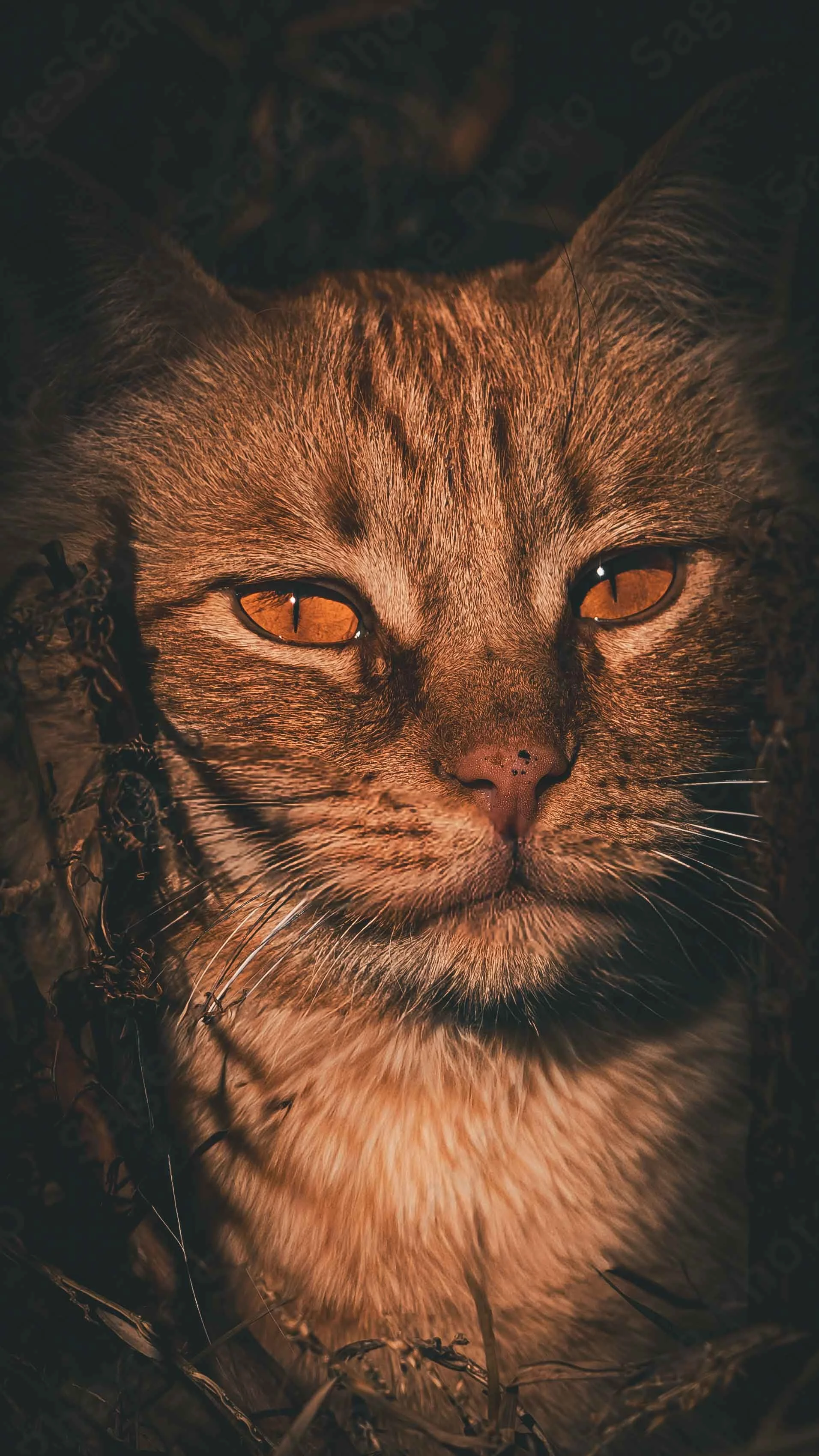 Aspiring Lion