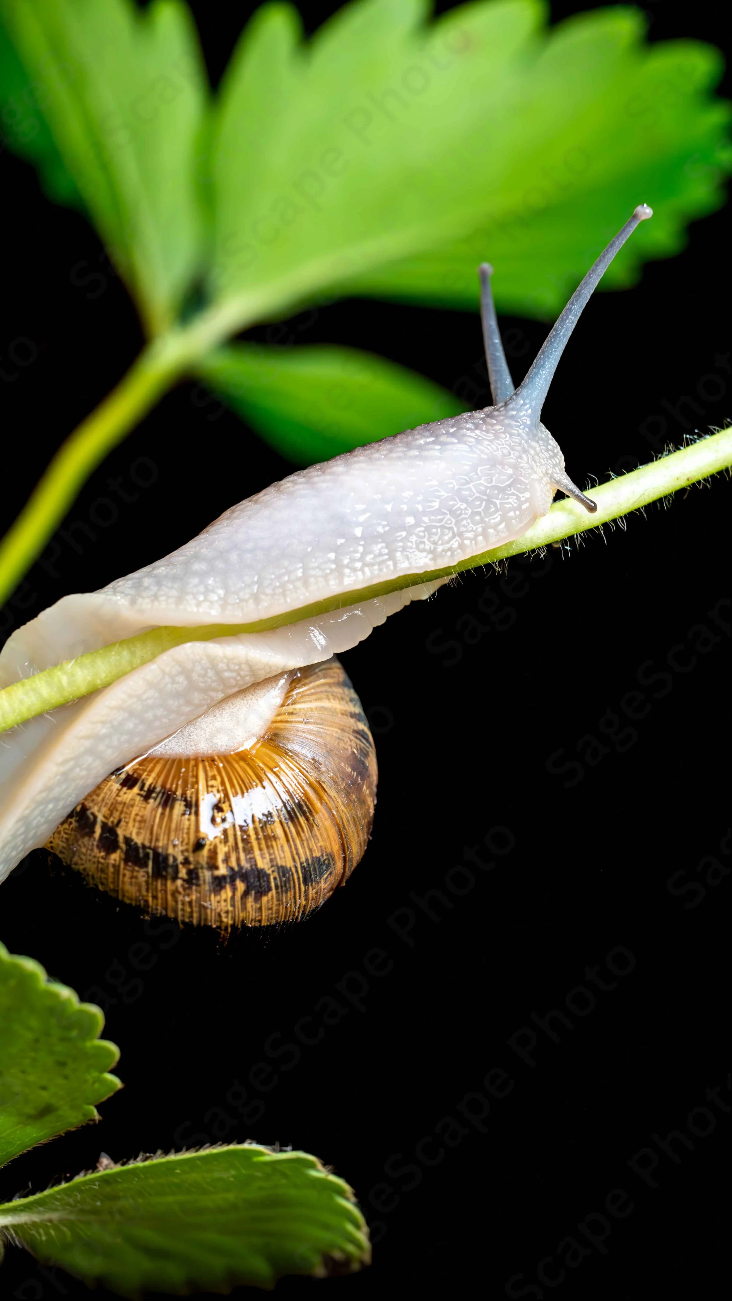 Slithering Snail