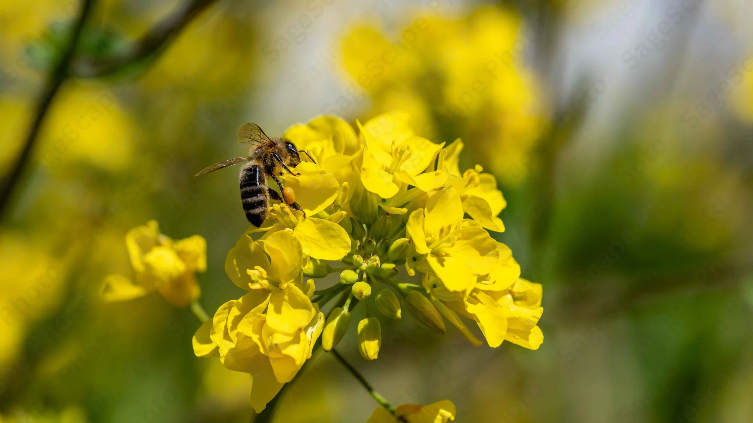 Pollen Delight