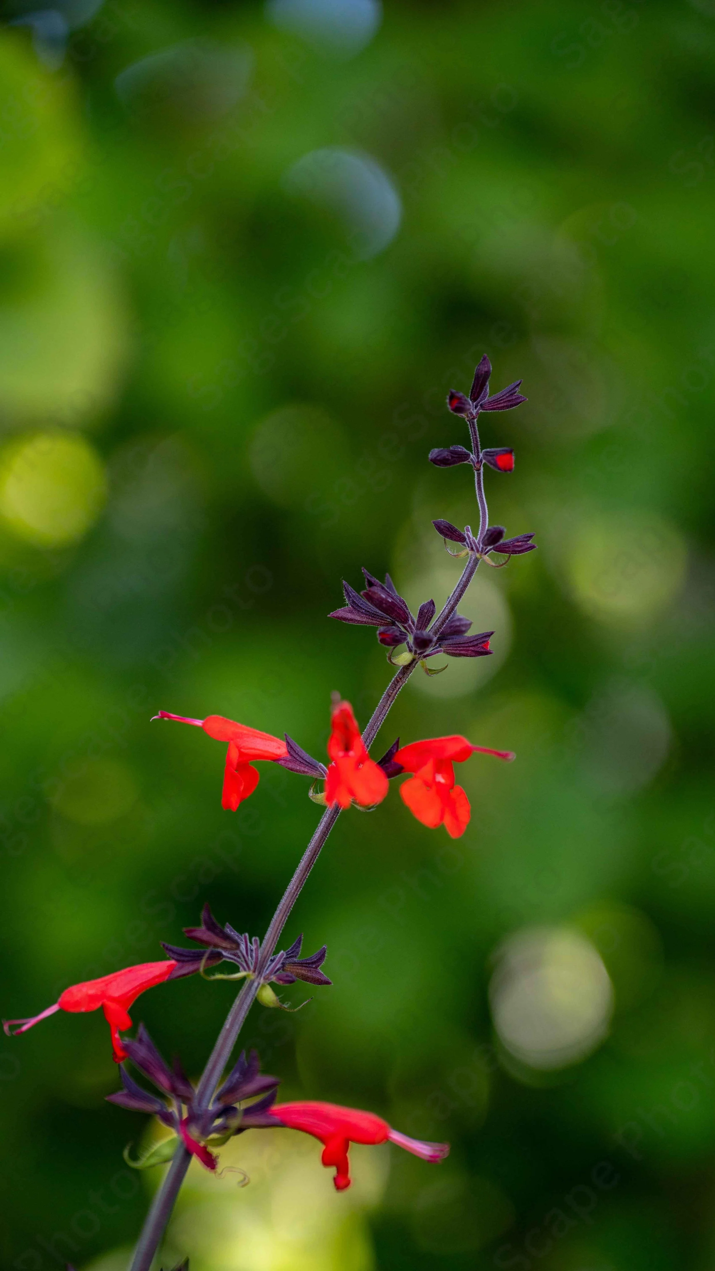 Scarlet Flowers