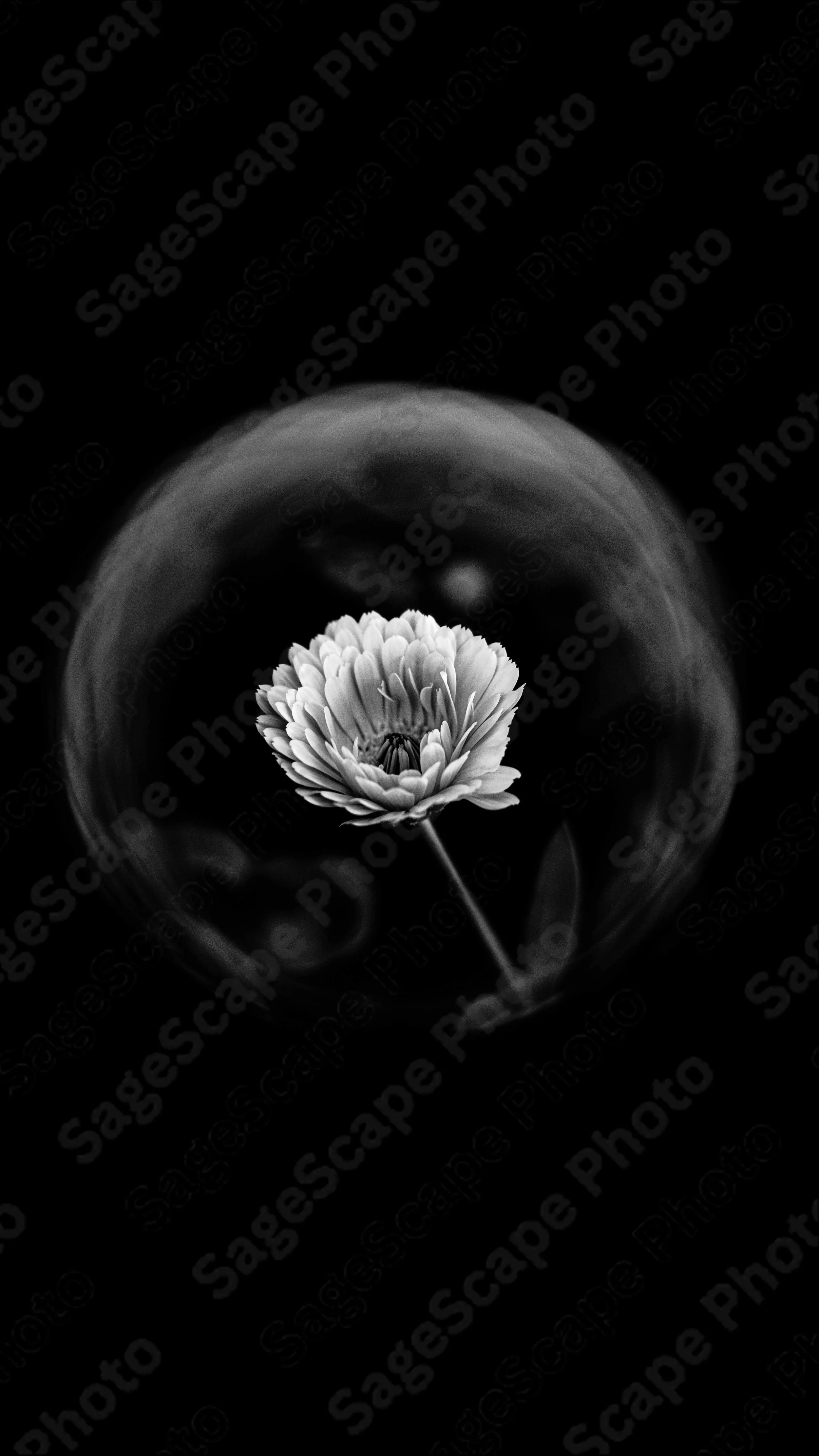 SAGESCAPE PHOTO FLOWER PHOTOGRAPHY (4).jpg