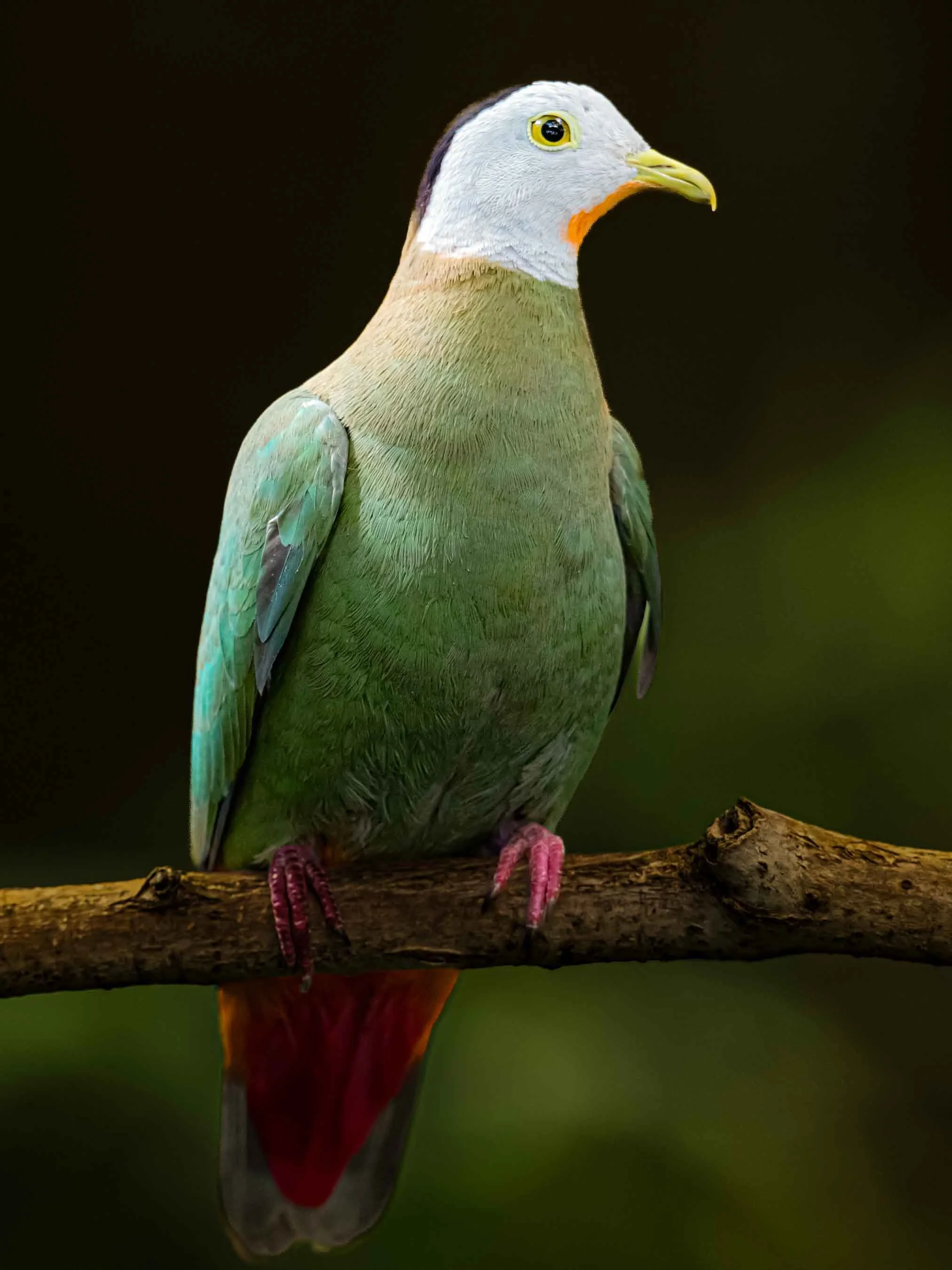 A colorful bird perched on a branch with a dark background.