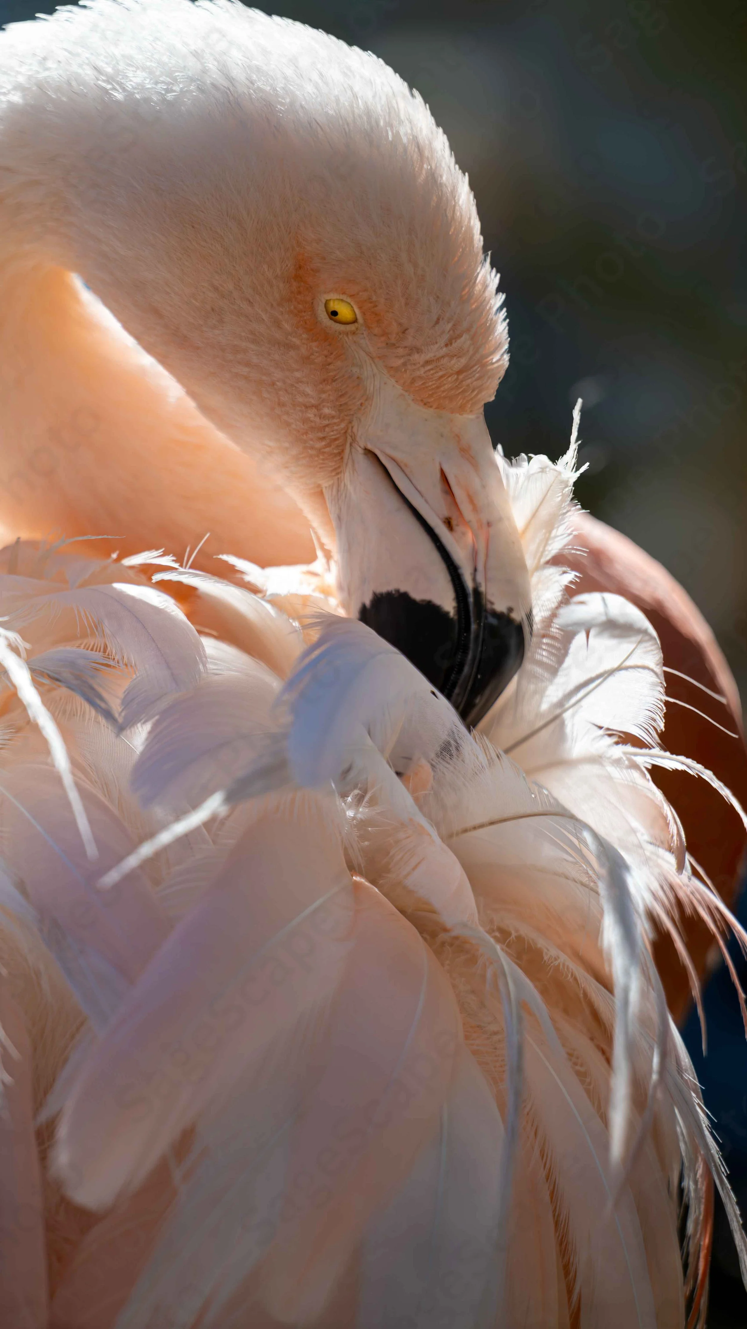 Chilean Flamingo