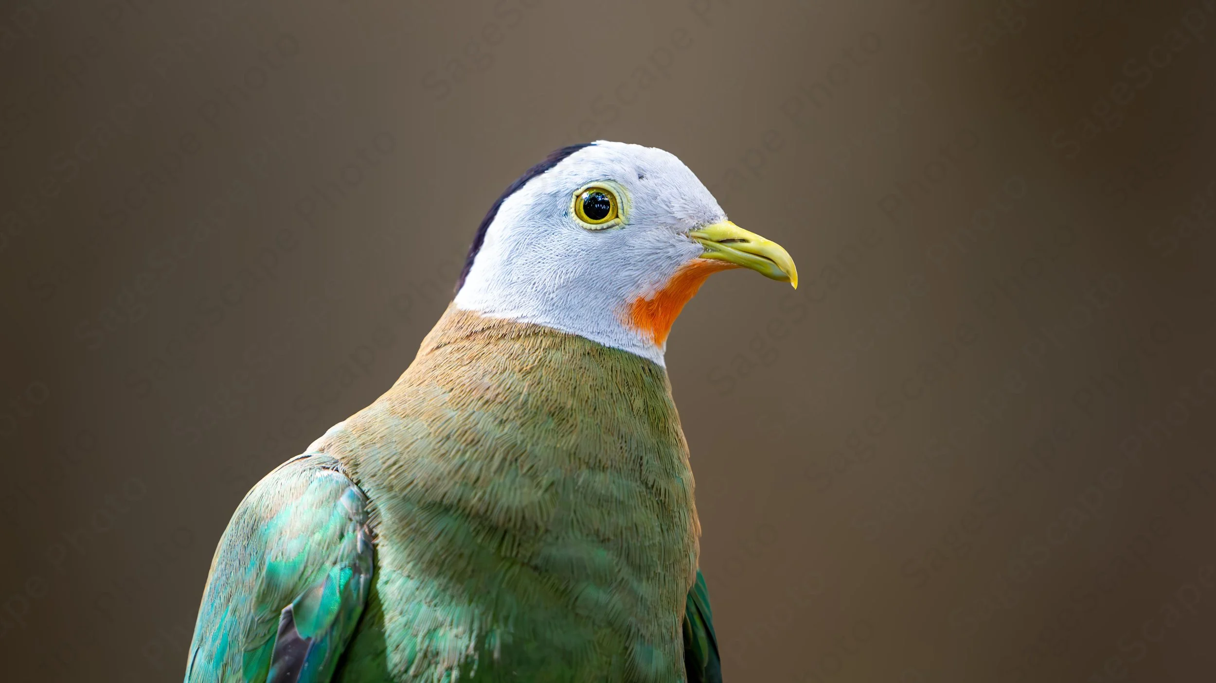 Bird Watching