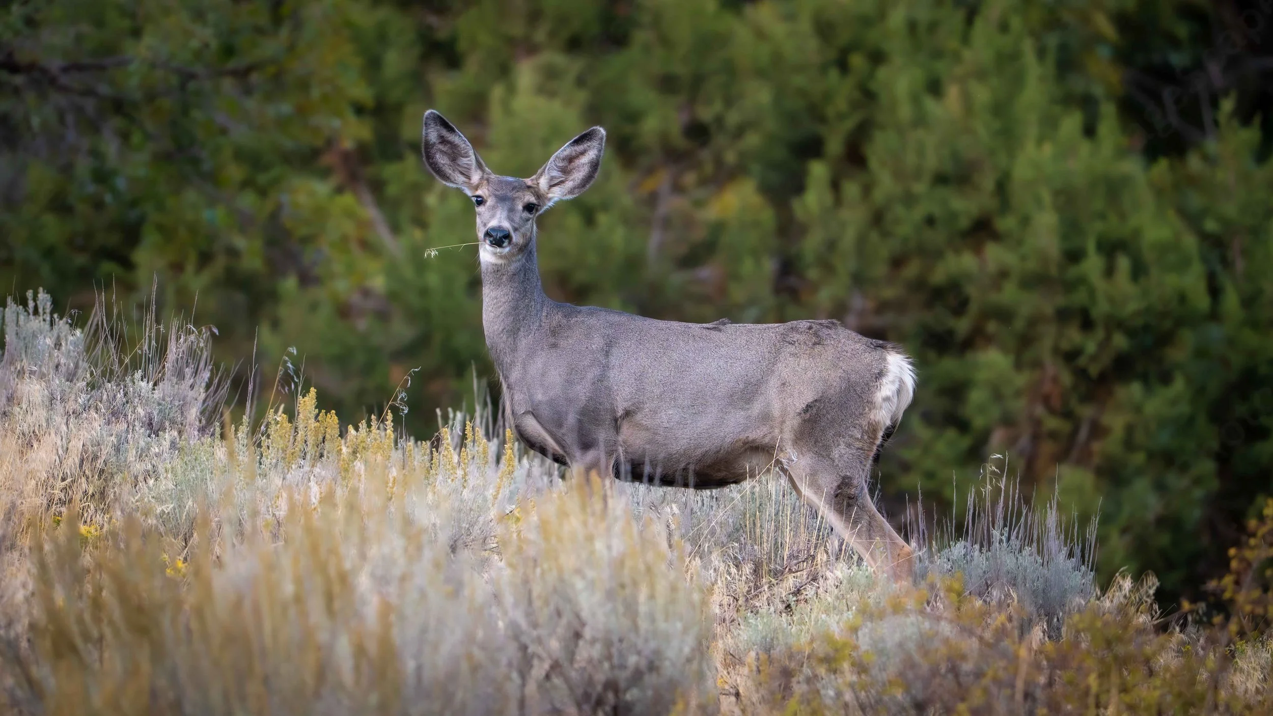 The Hillbilly Deer