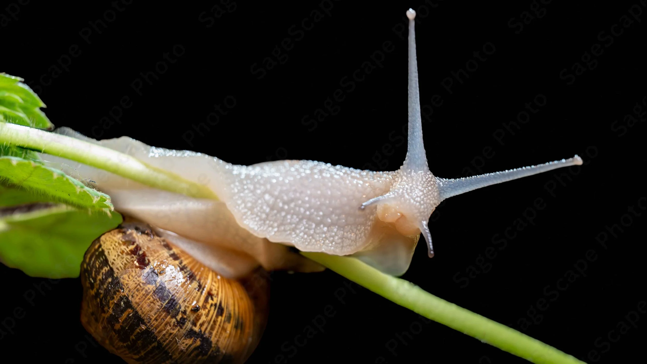A Snail's Awareness