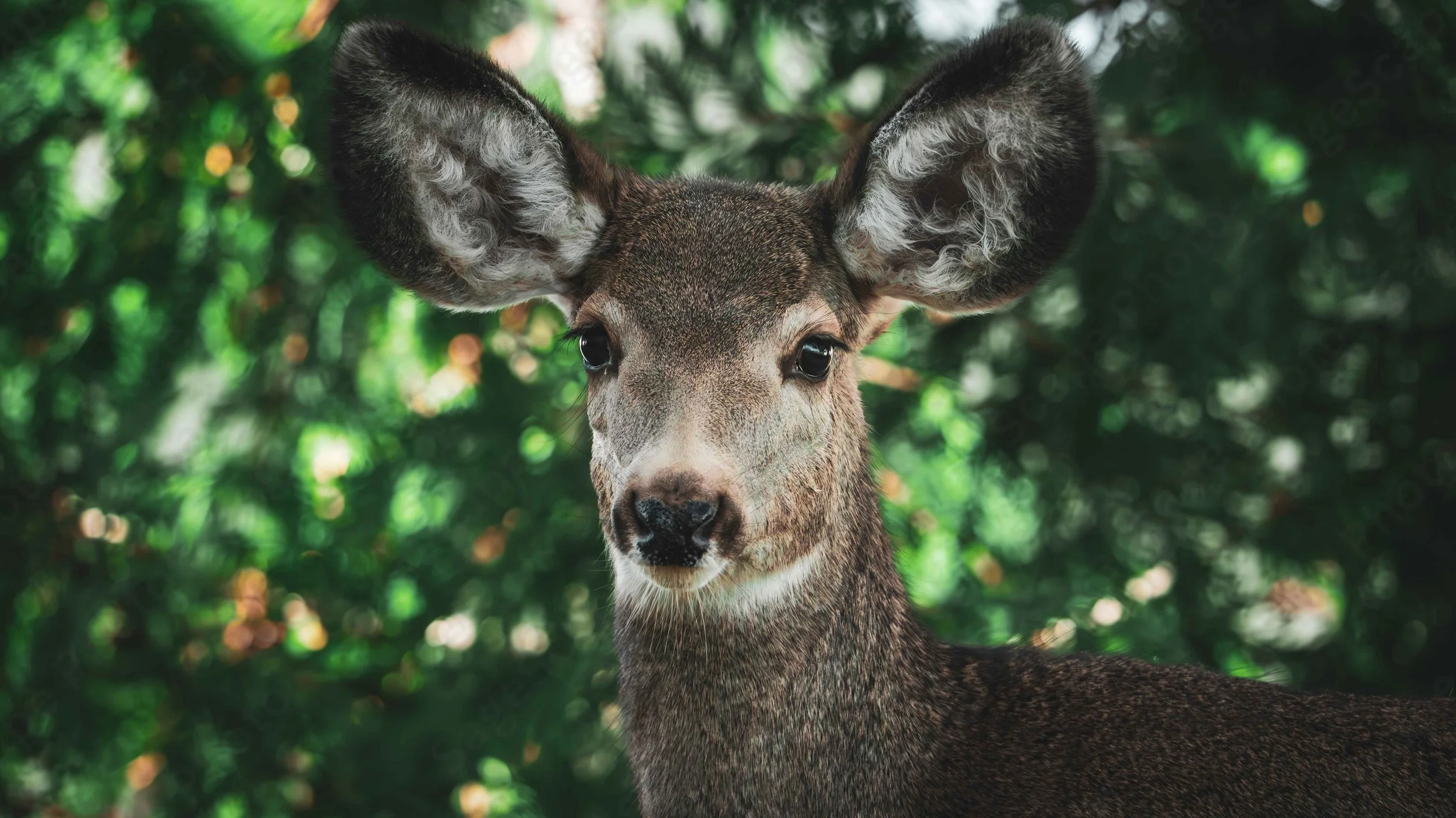 Mule Deer 2