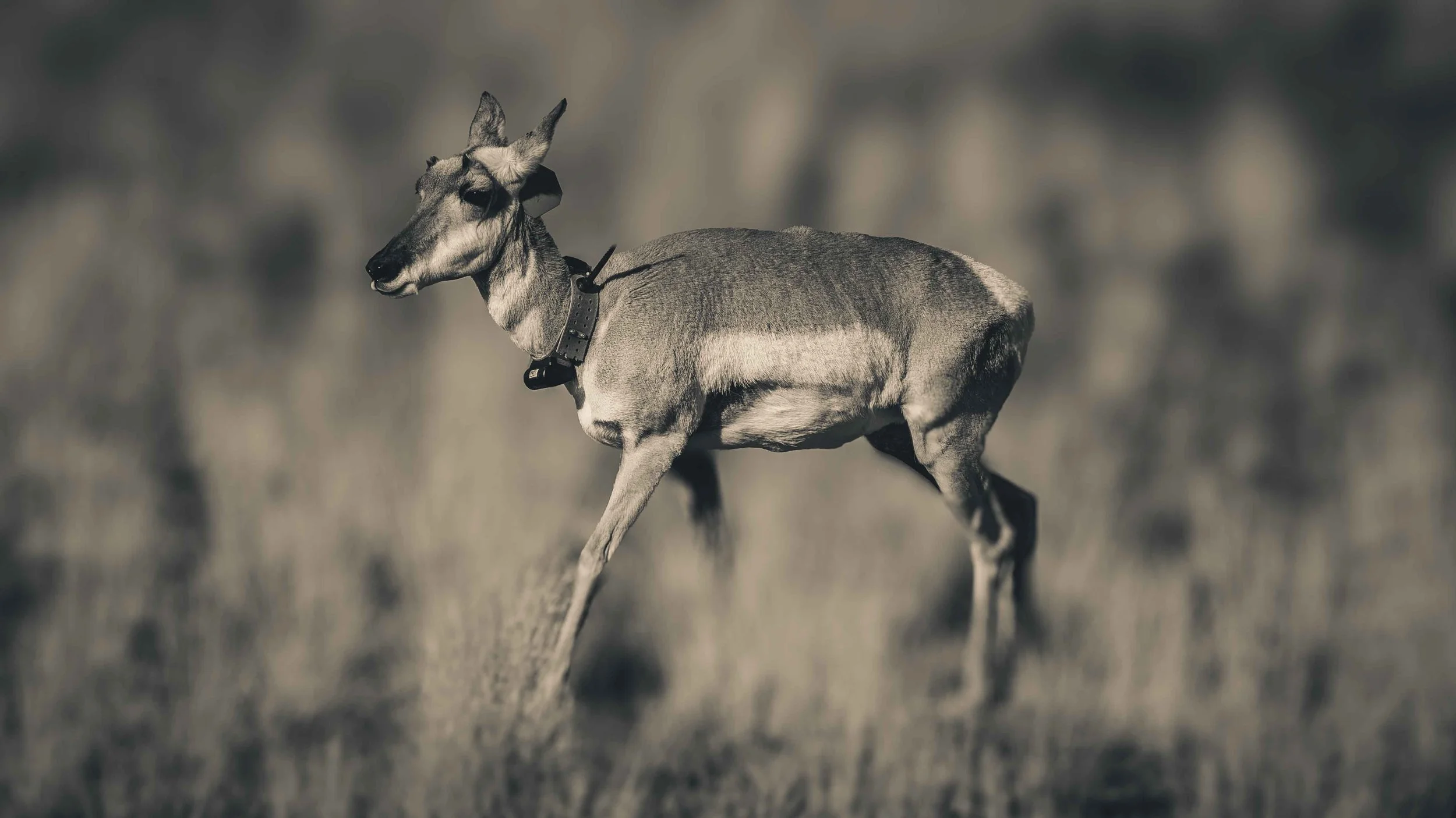A black and white photo of a deer with a collar standing in a grassy field.