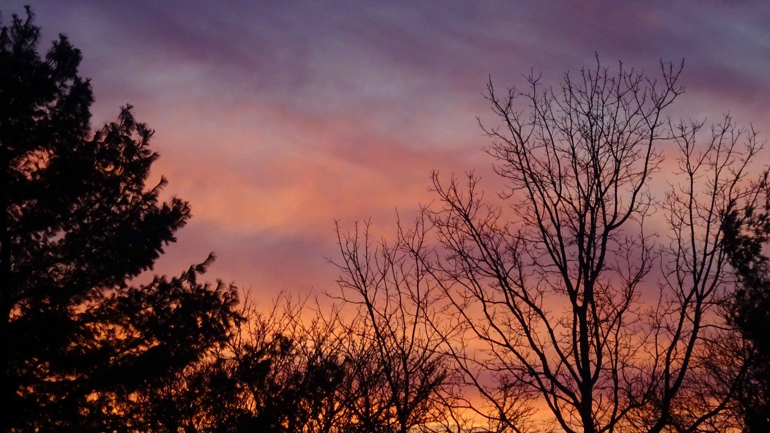 Silhouettes of trees, some with leaves and some without, against a colorful sunset sky with shades of pink, orange, purple, and blue.