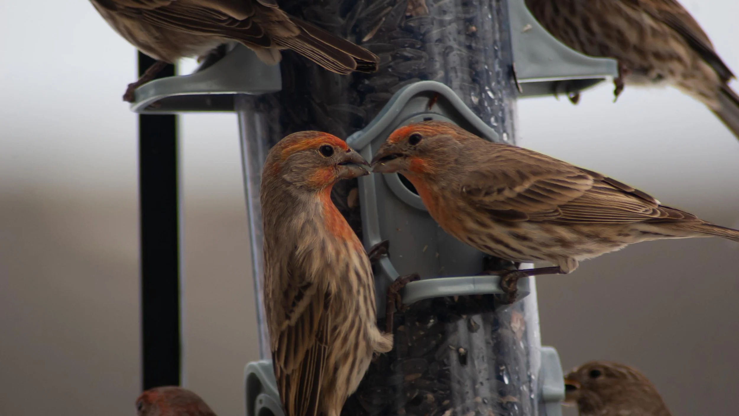 A group of small brown birds with orange markings on their heads drinking from a bird feeder.