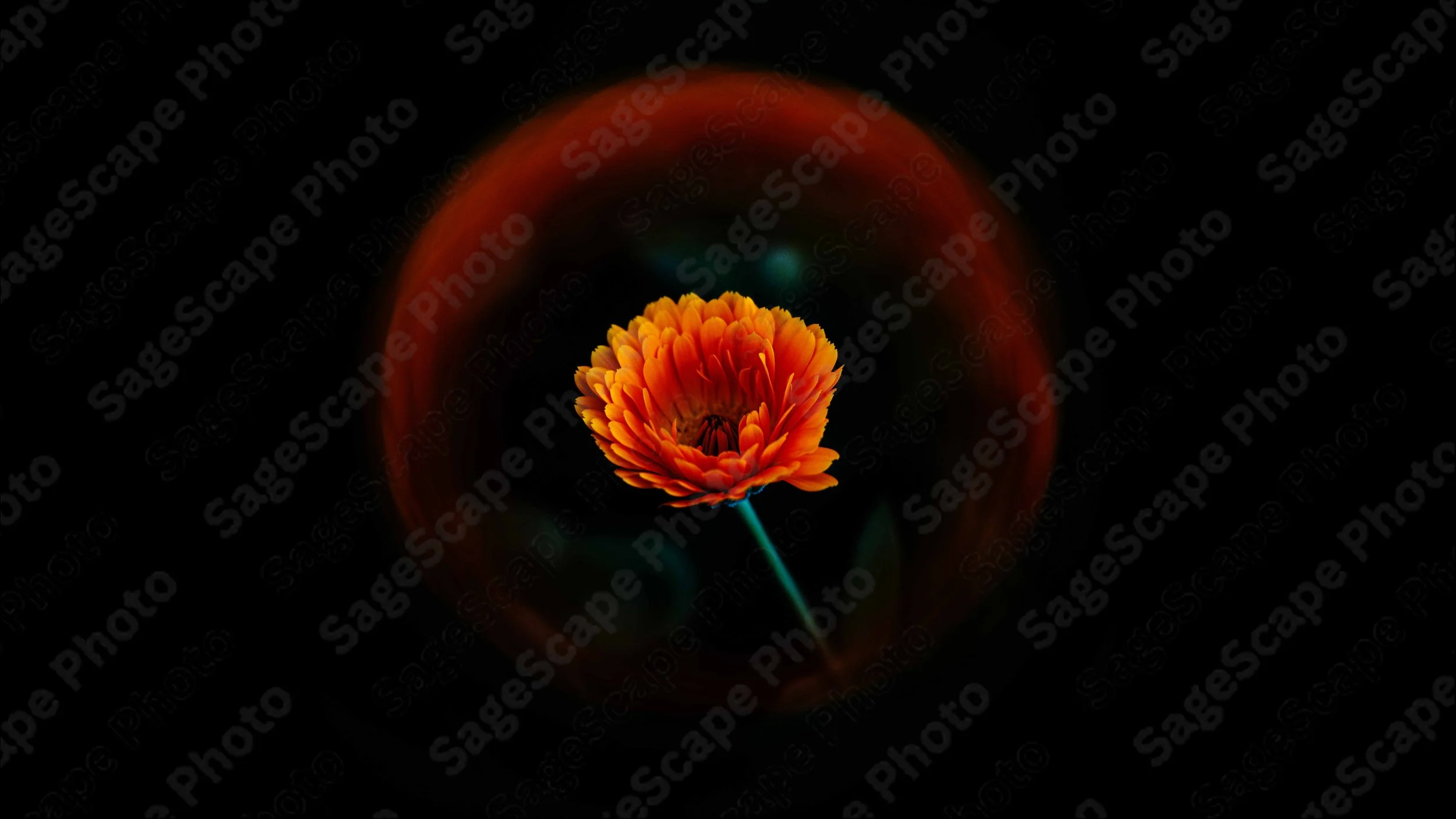 SAGESCAPE PHOTO FLOWER PHOTOGRAPHY (2).jpg