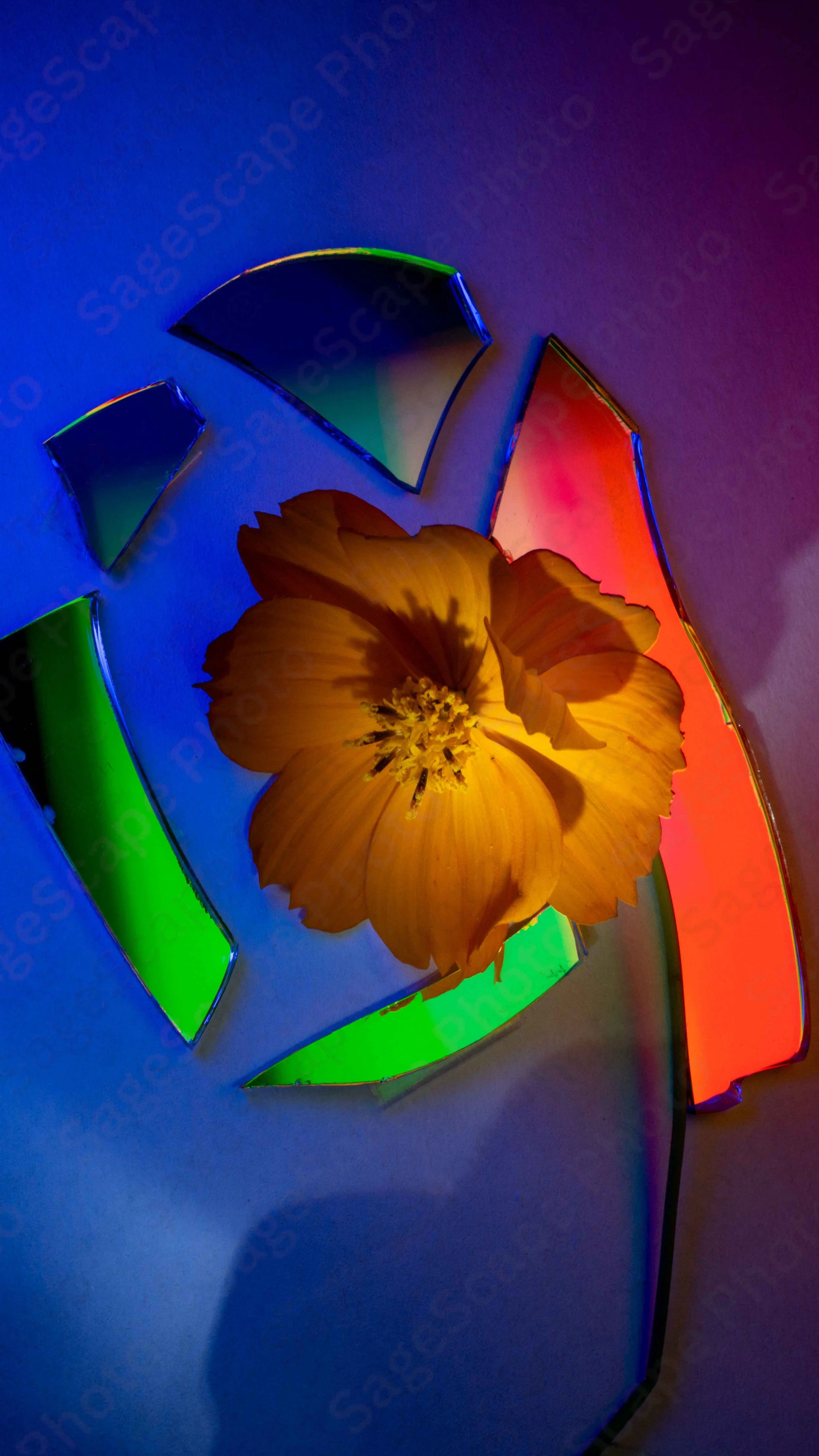 Dreaming Flower
