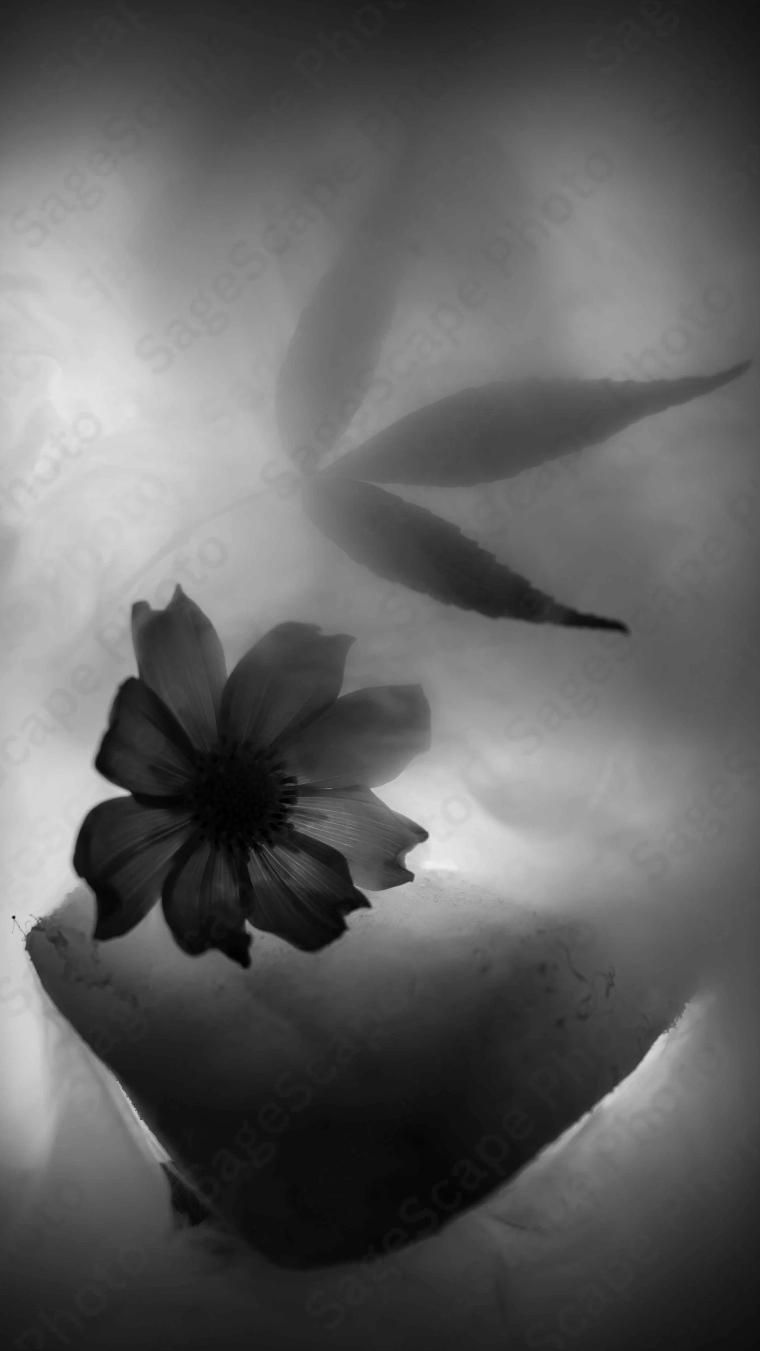 Misty Moments