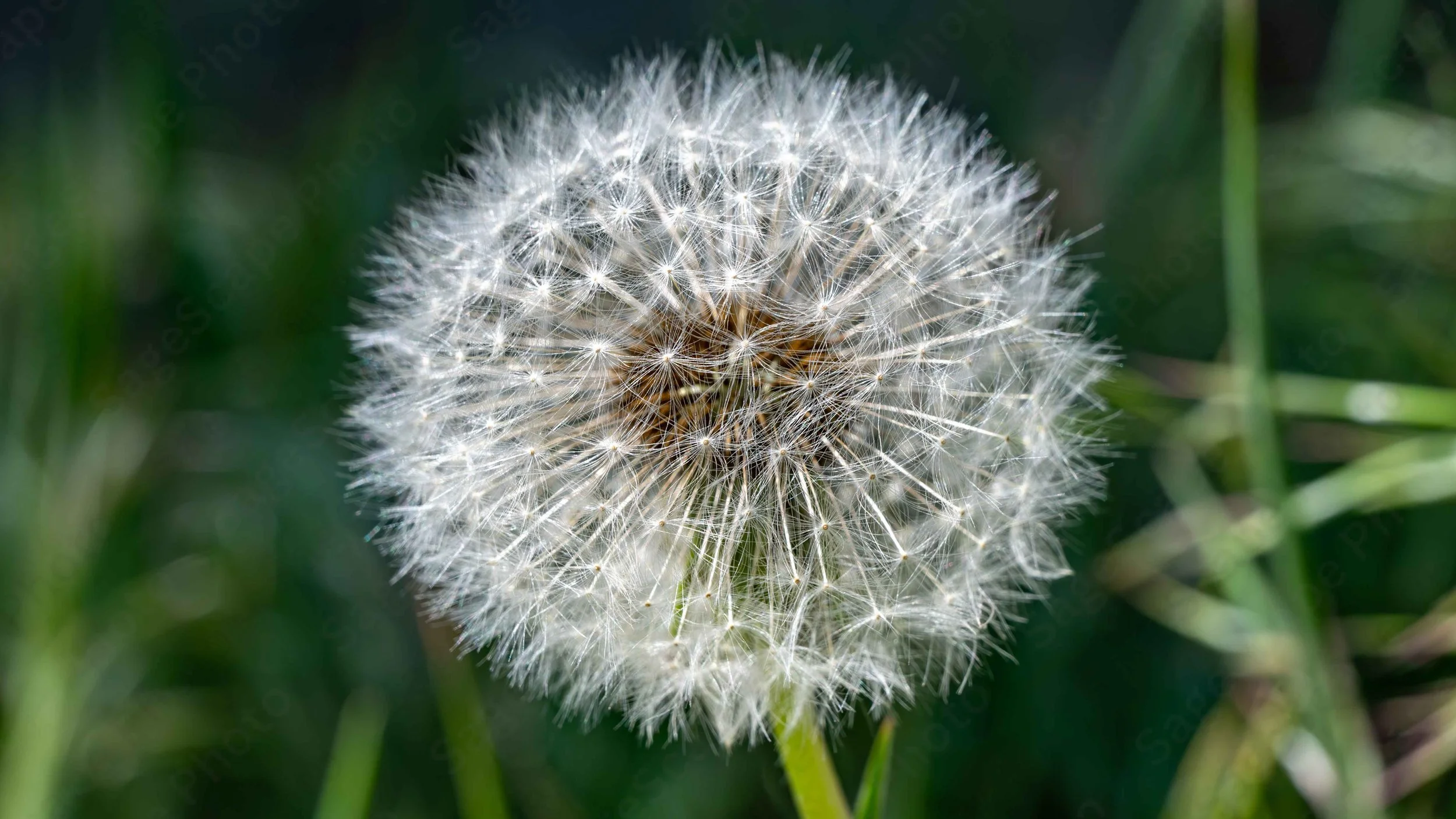 Crown of Wishes