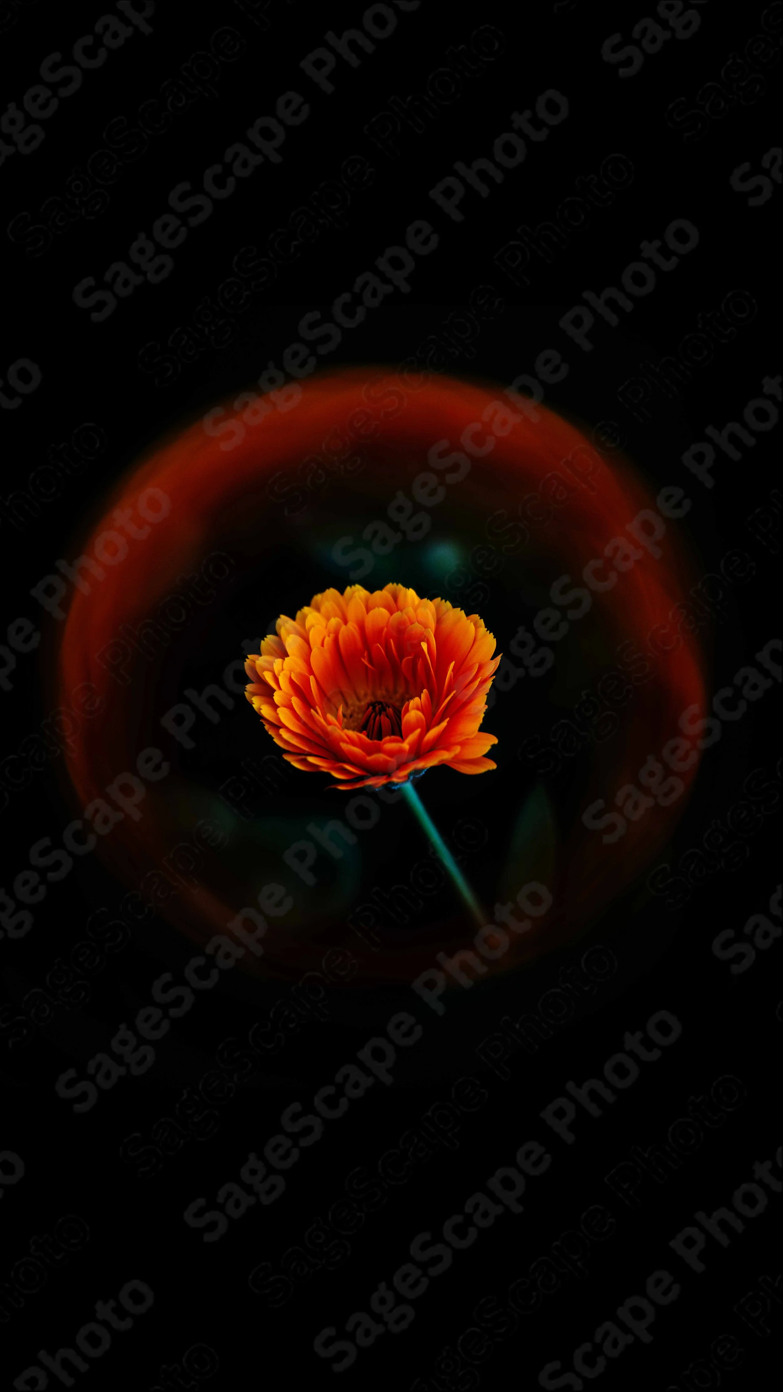 SAGESCAPE PHOTO FLOWER PHOTOGRAPHY (3).jpg