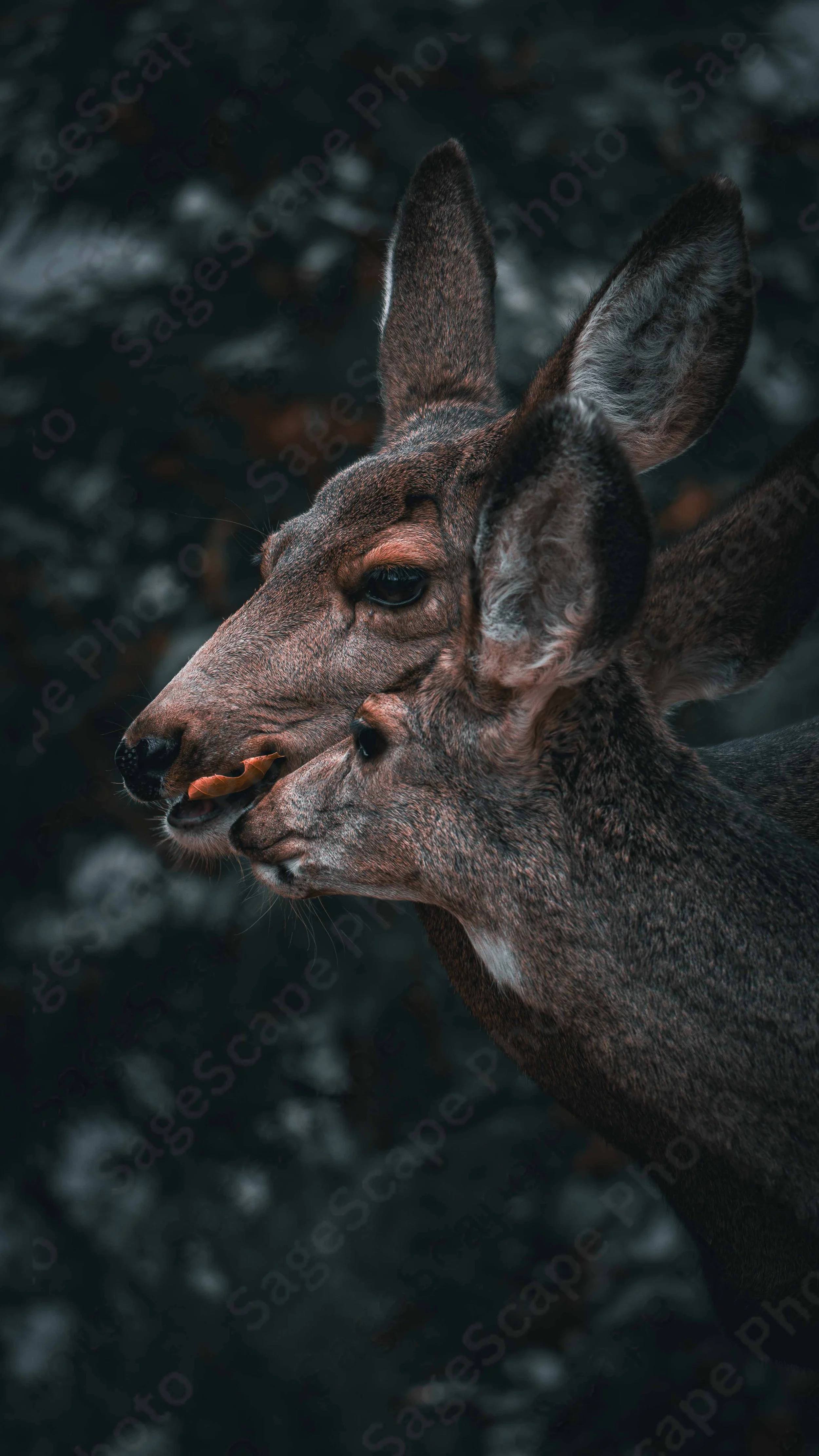 Autumn Snack