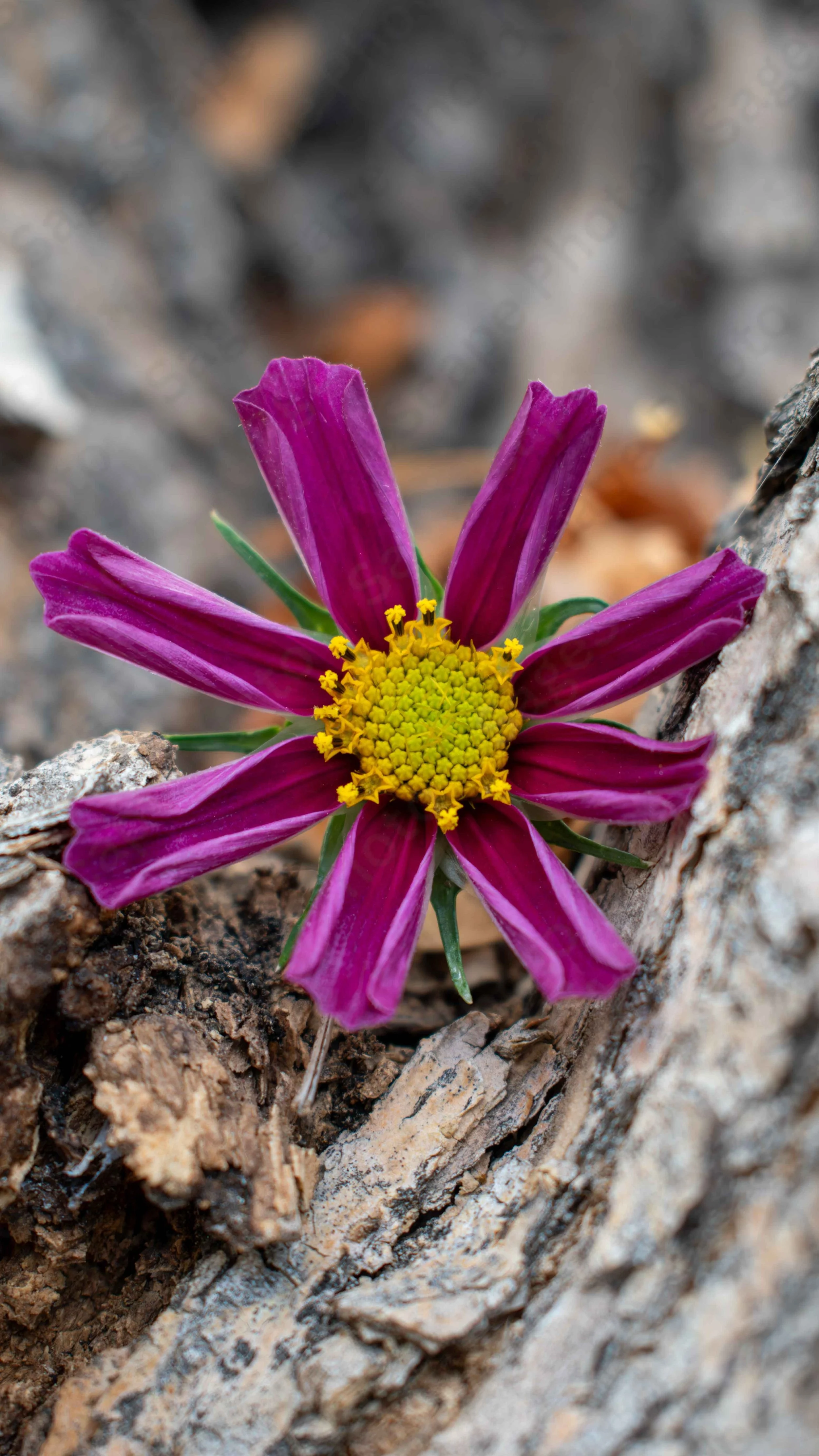 Thirsty Flower