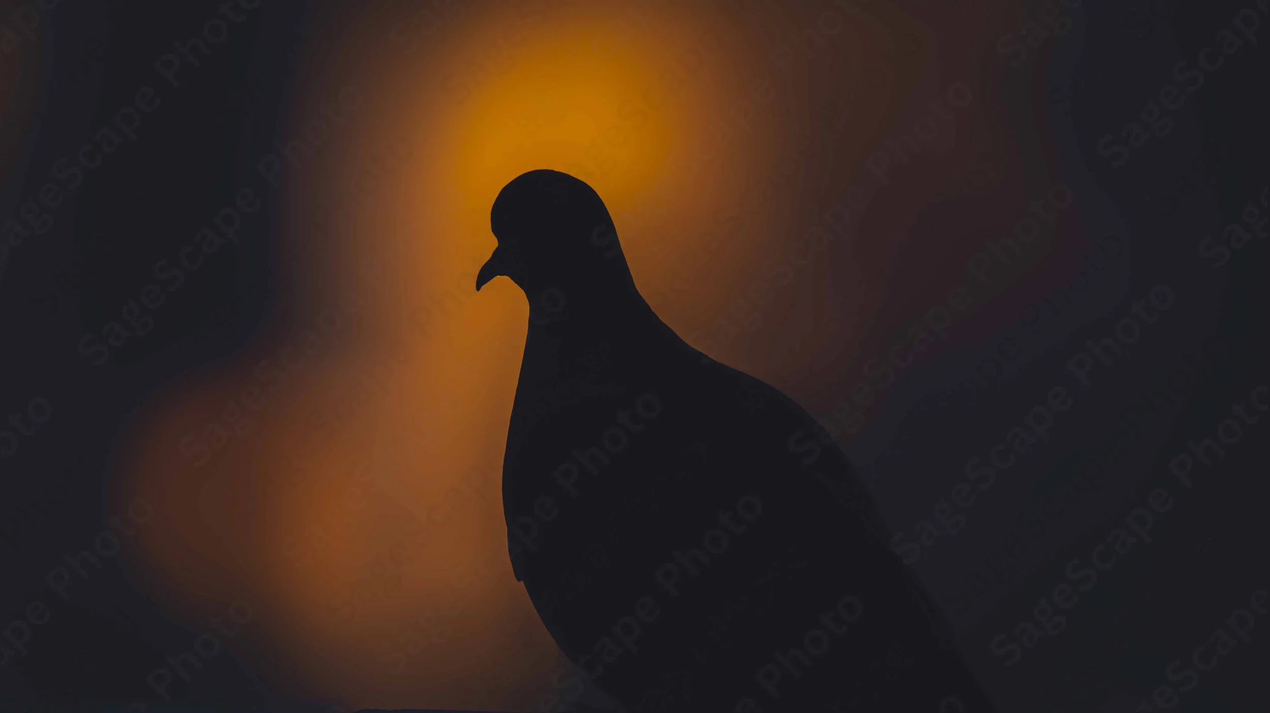 Evening Silhouette